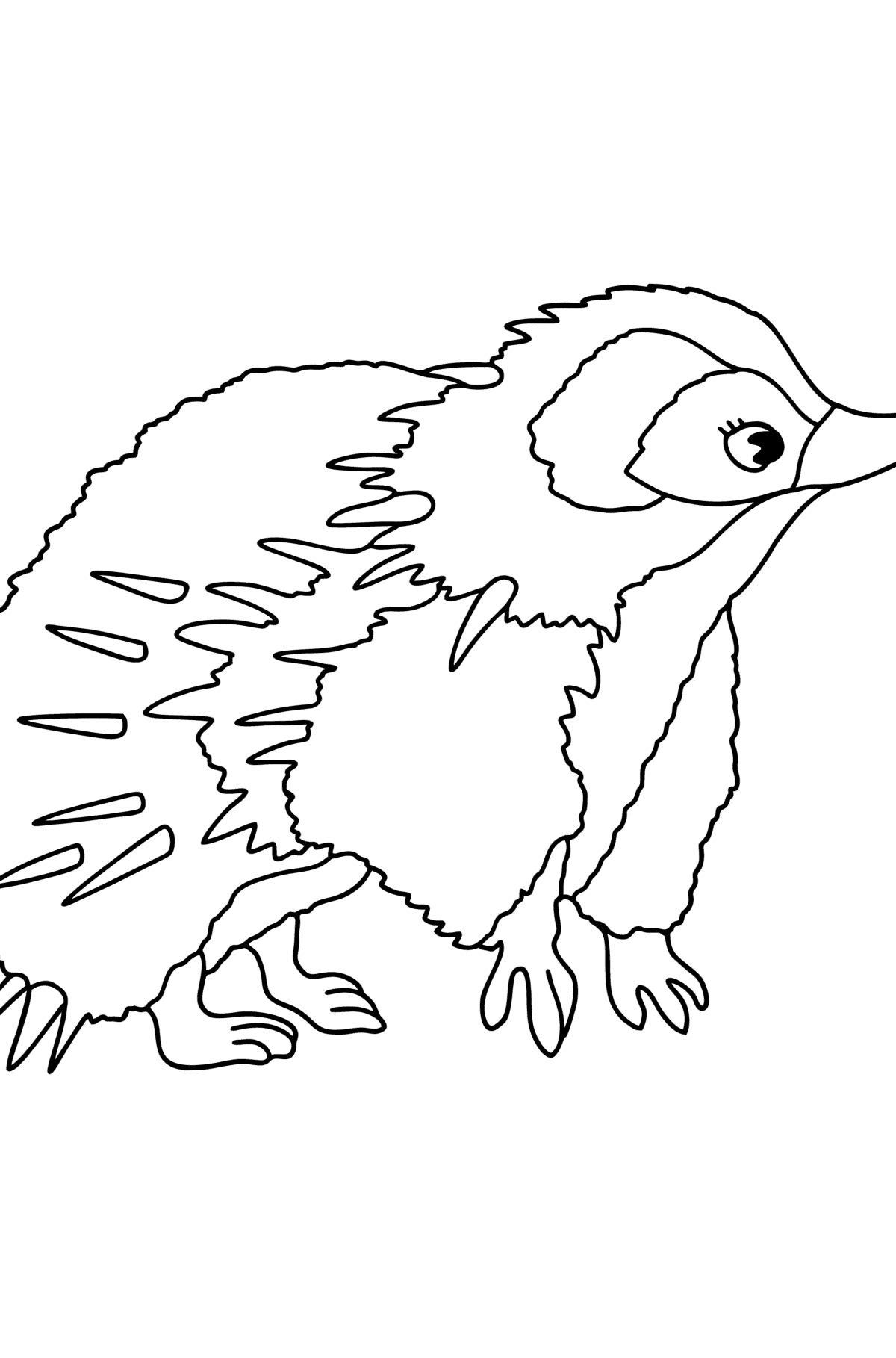 Echidna Australia сoloring page - Coloring Pages for Kids