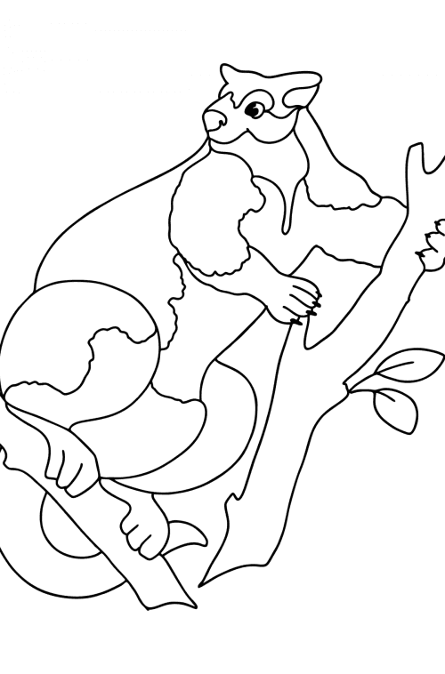 Tree kangaroo сoloring page ♥ Online and Print for Free!
