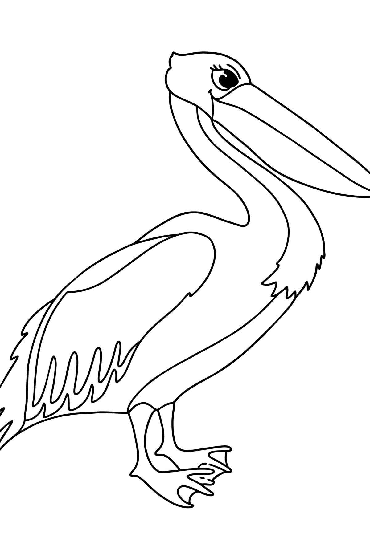 Pelican сoloring page - Coloring Pages for Kids