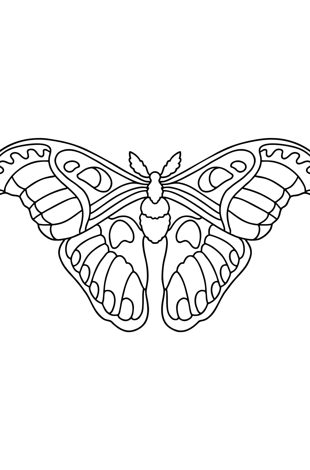 Раскраска Атласная Бабочка Павлиноглазка Атлас - Картинки для Детей
