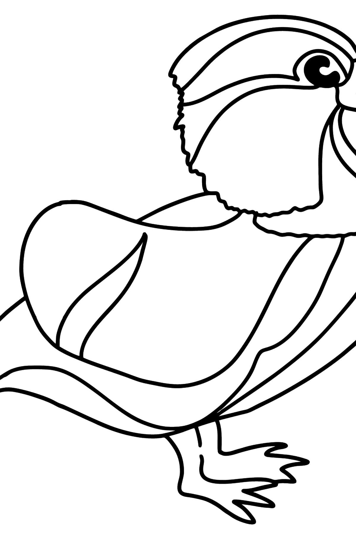 Mandarin Duck coloring page - Coloring Pages for Kids