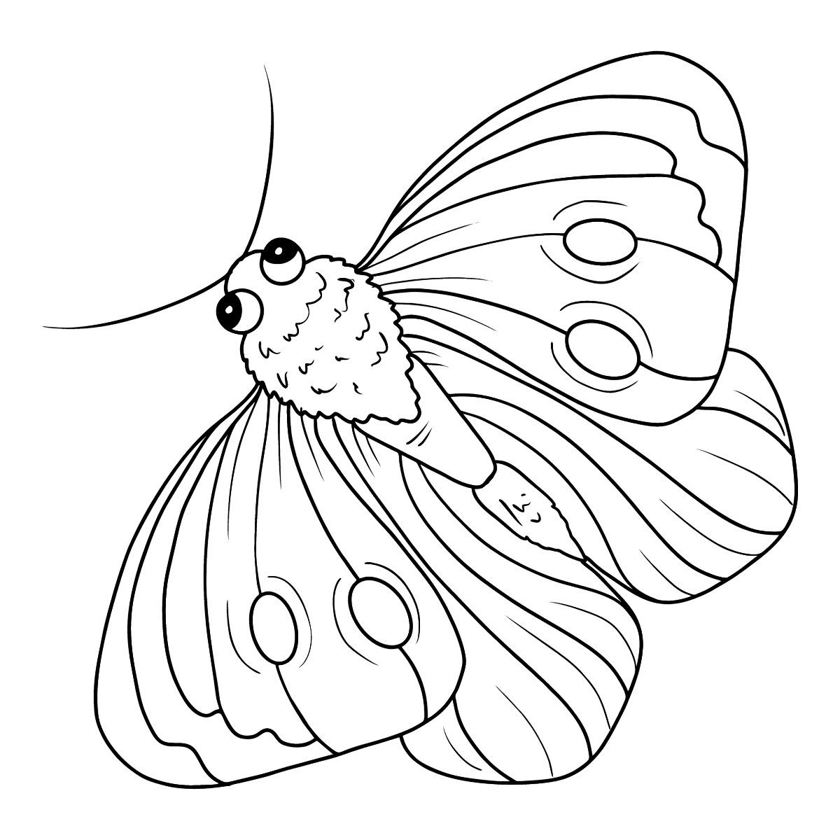 Бабочка капустница раскраска