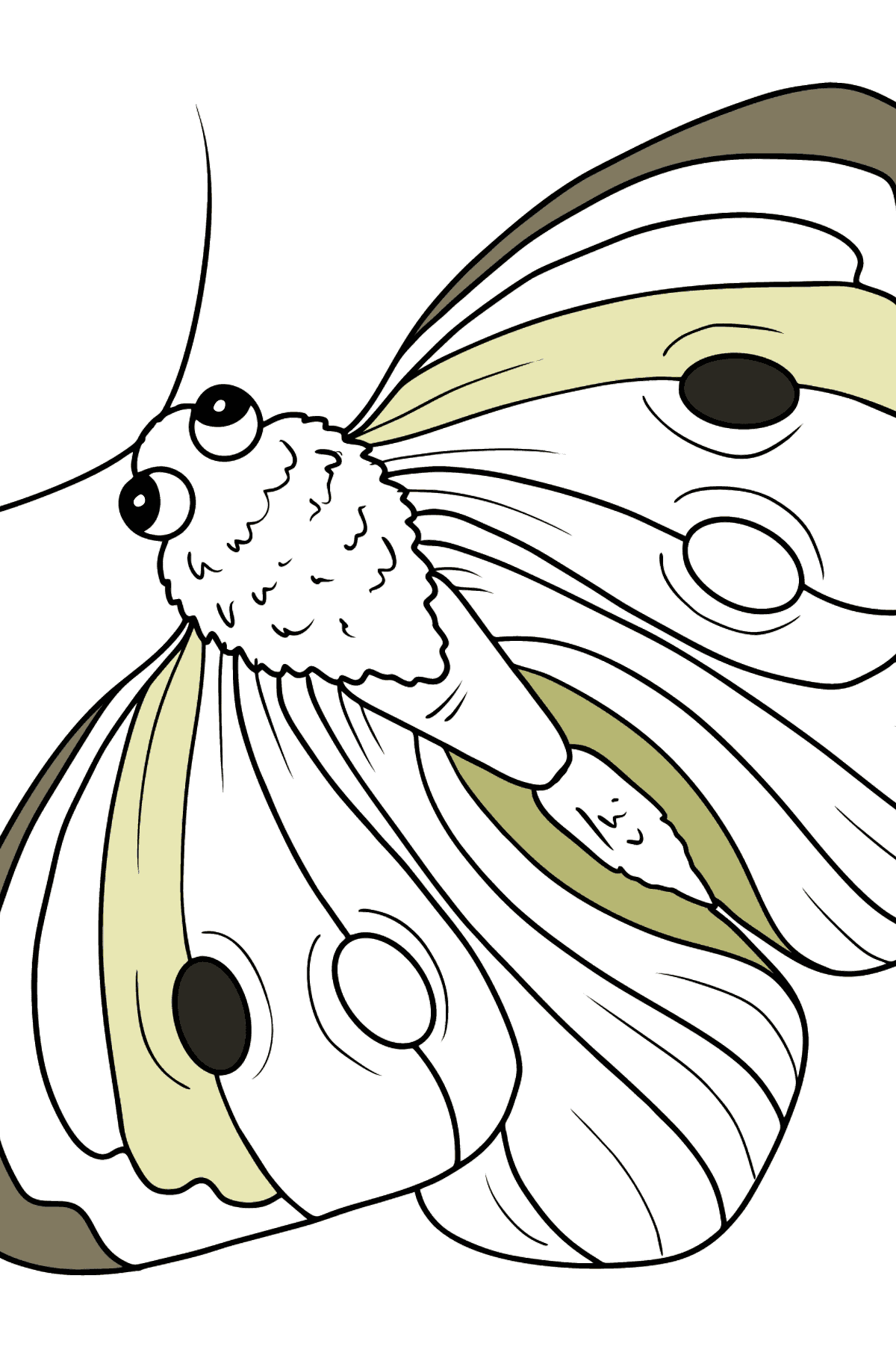 Раскраска бабочка капустница - Картинки для Детей