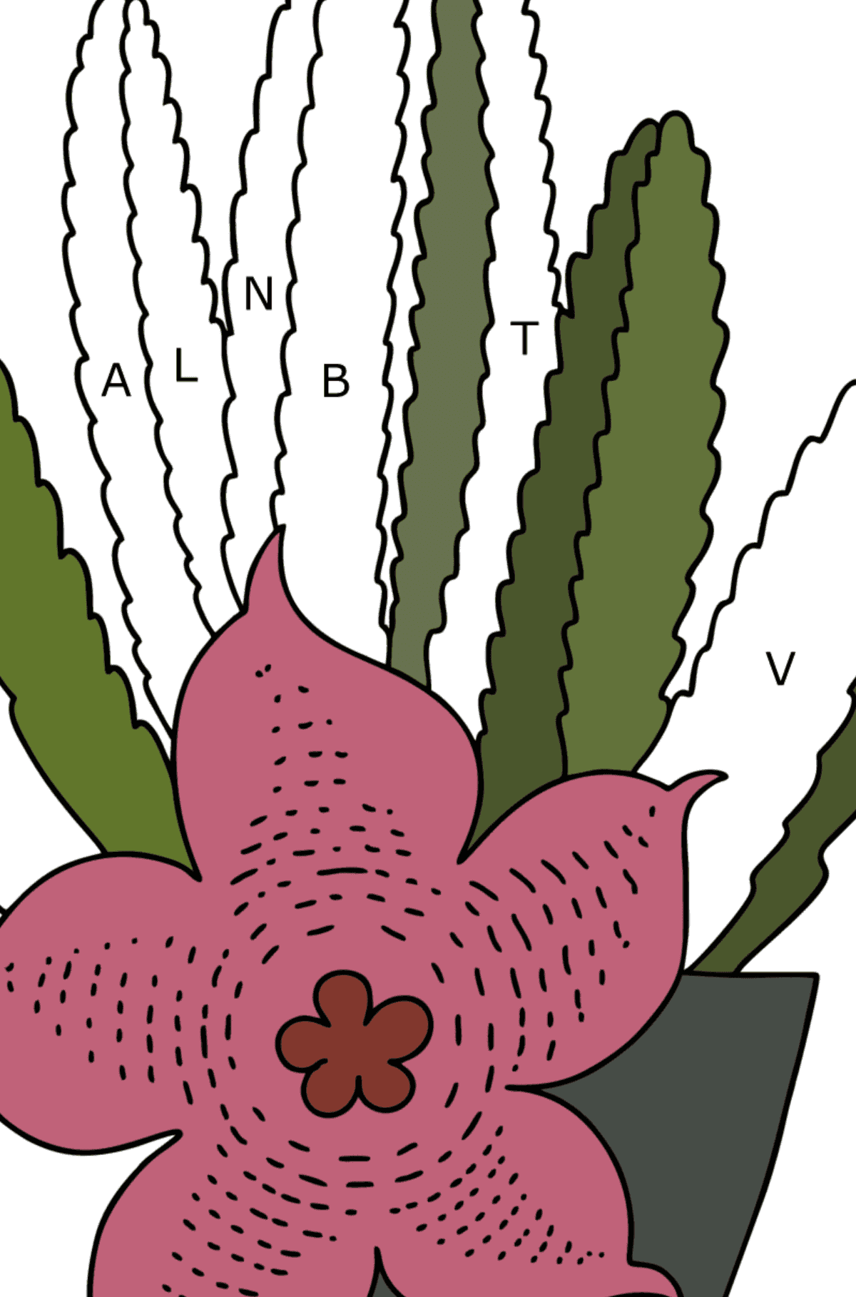 Stapelia Cactus coloring page - Coloring by Letters for Kids