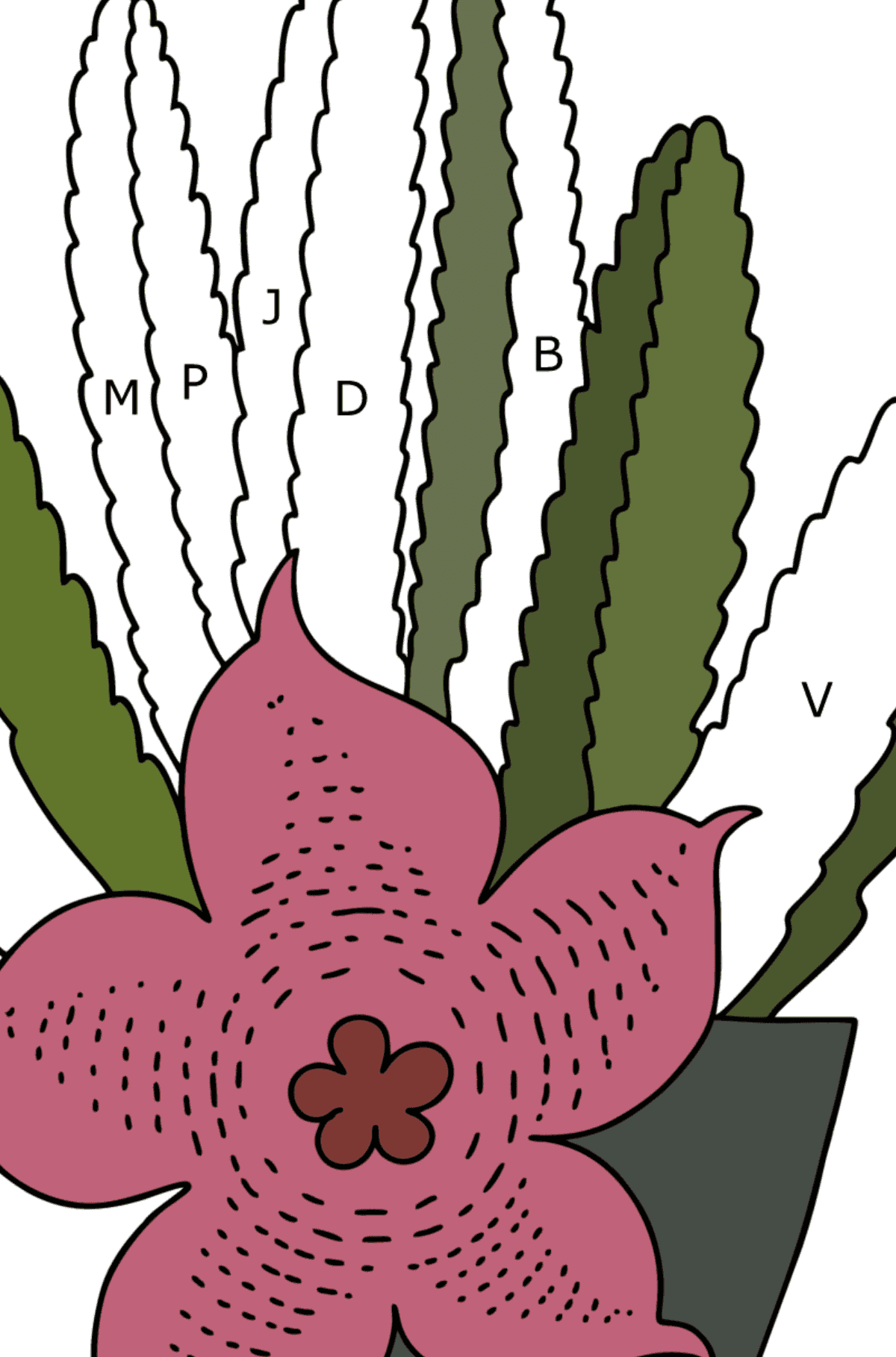 Desenho de Stapelia cactus para colorir - Colorir por Letras para Crianças