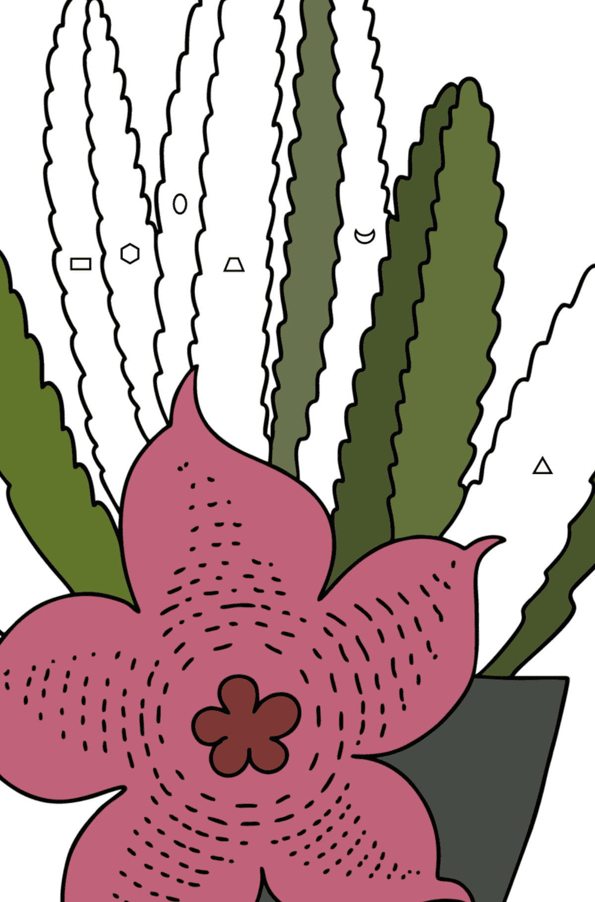 Dessin de Cactus Stapelia - Coloriage par Formes Géométriques pour les Enfants