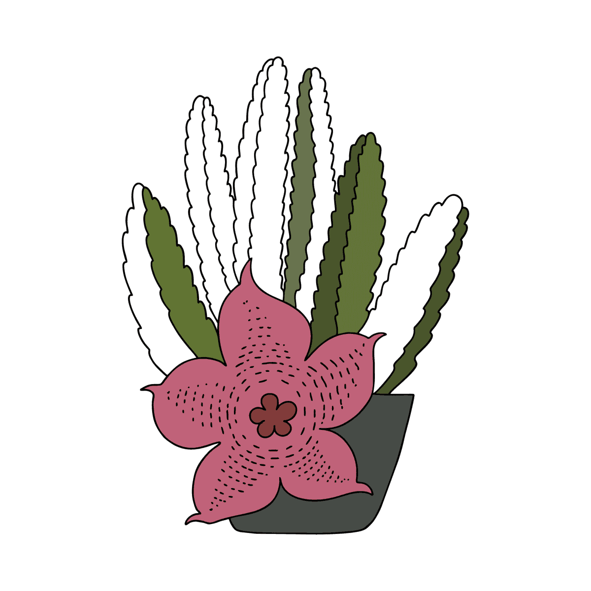 NUEVO