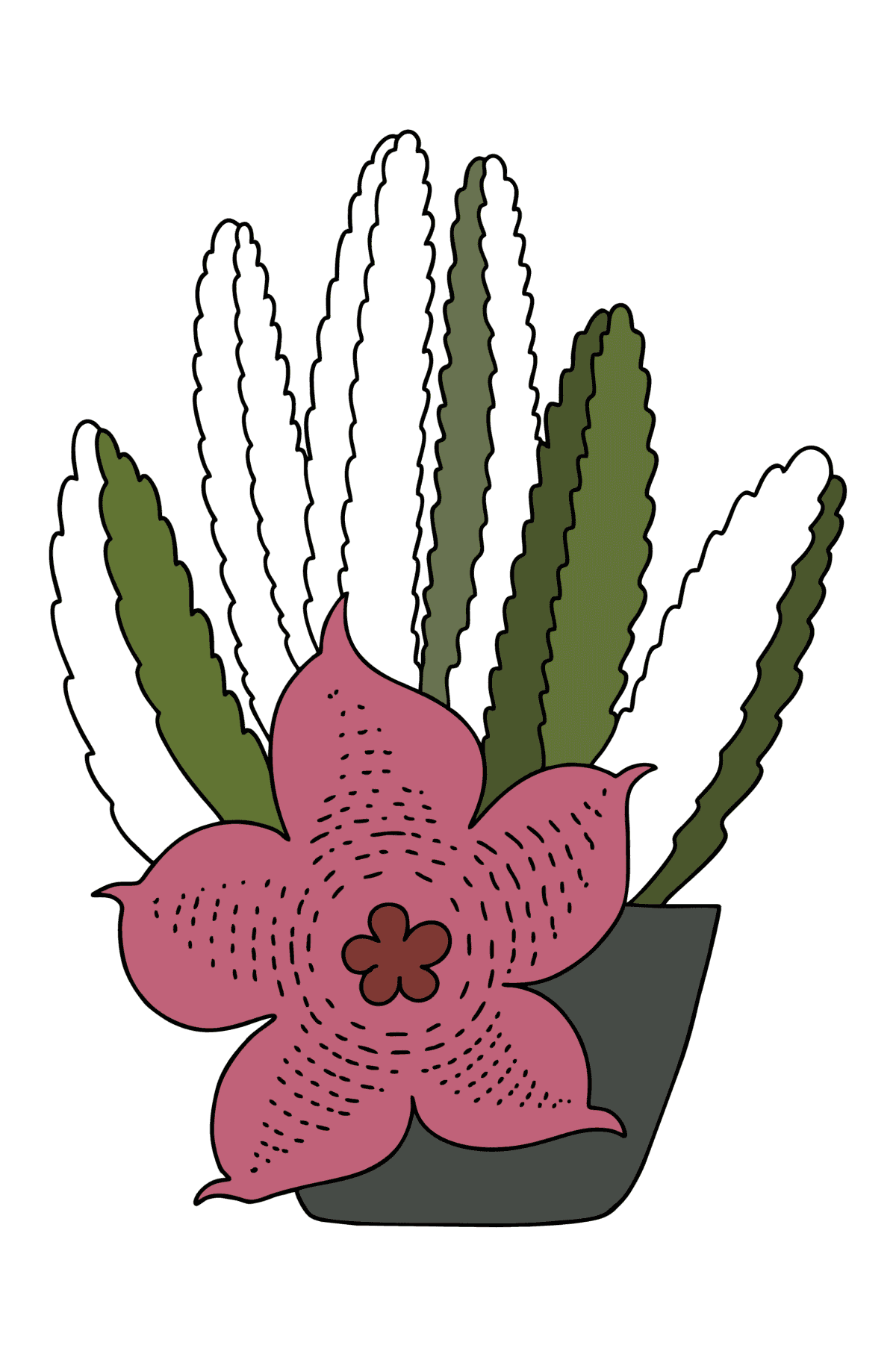 Kleurplaat cactus stapelia - kleurplaten voor kinderen