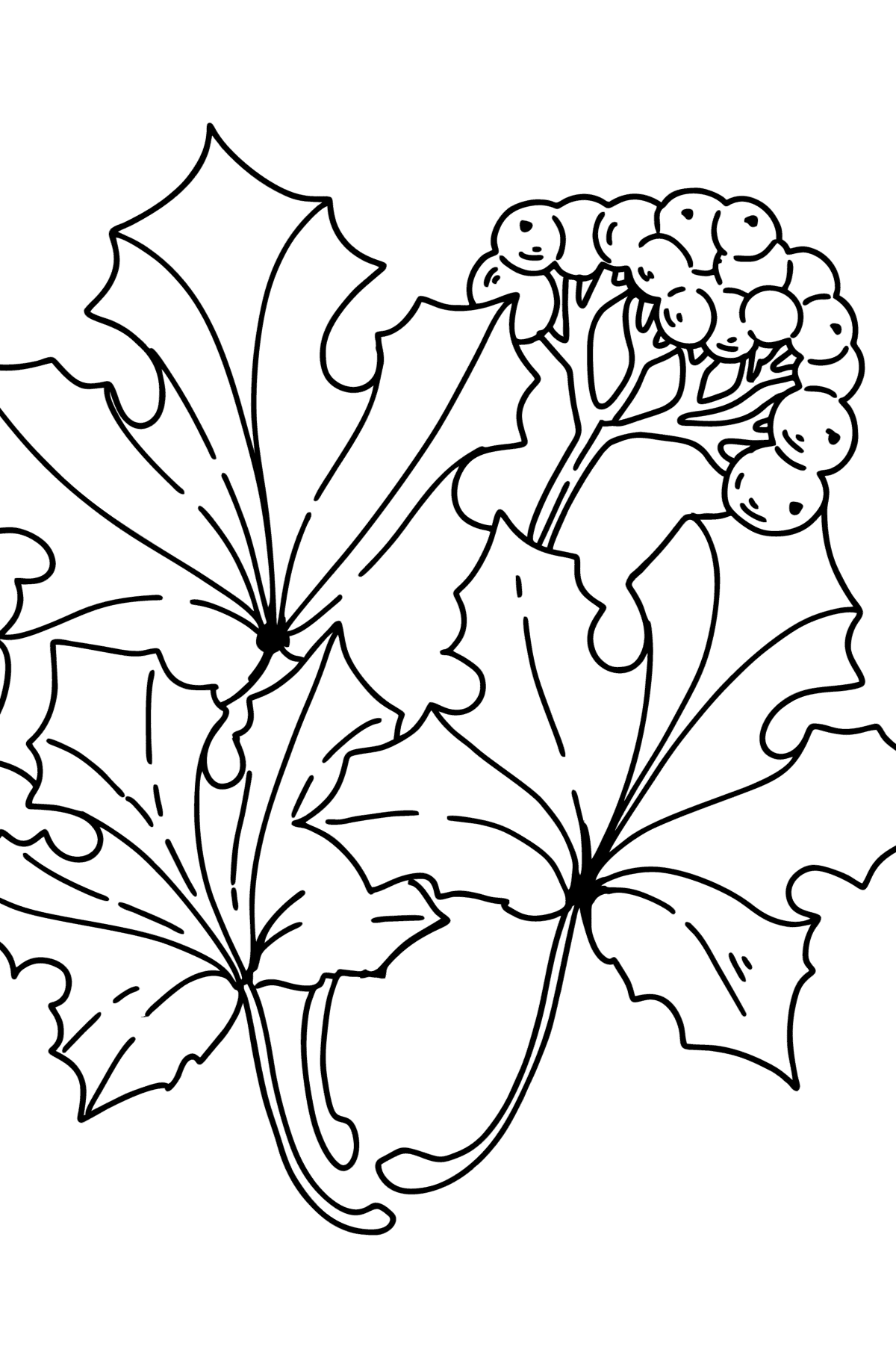 Coloring page - Maple Leaves and Elderberries - Coloring Pages for Kids