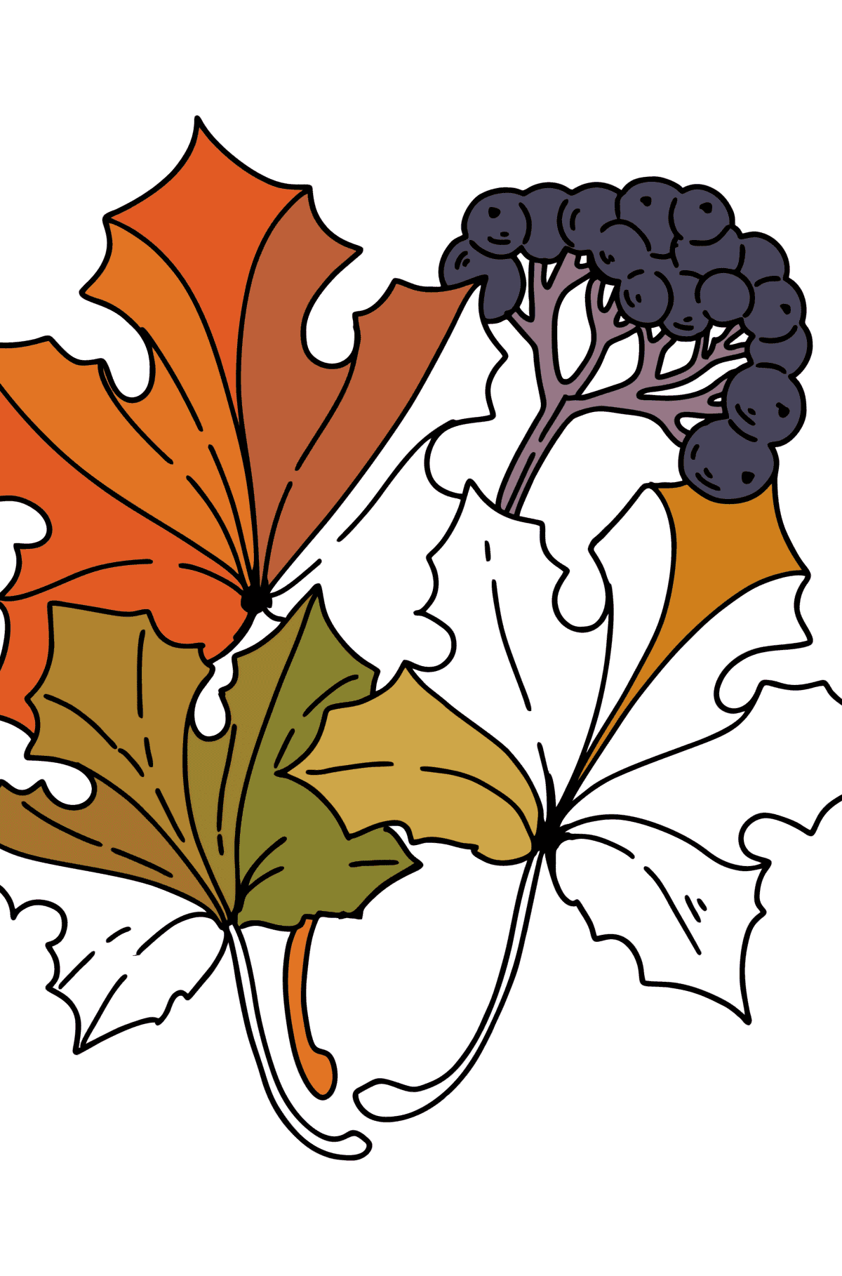 Раскраска - Кленовые Листья и Ягоды Бузины - Картинки для Детей