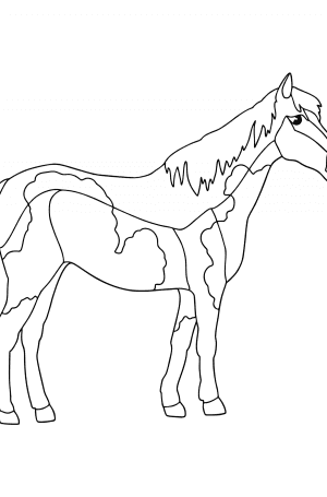 Australian horse сolouring page ♥ Online and Print for Free!