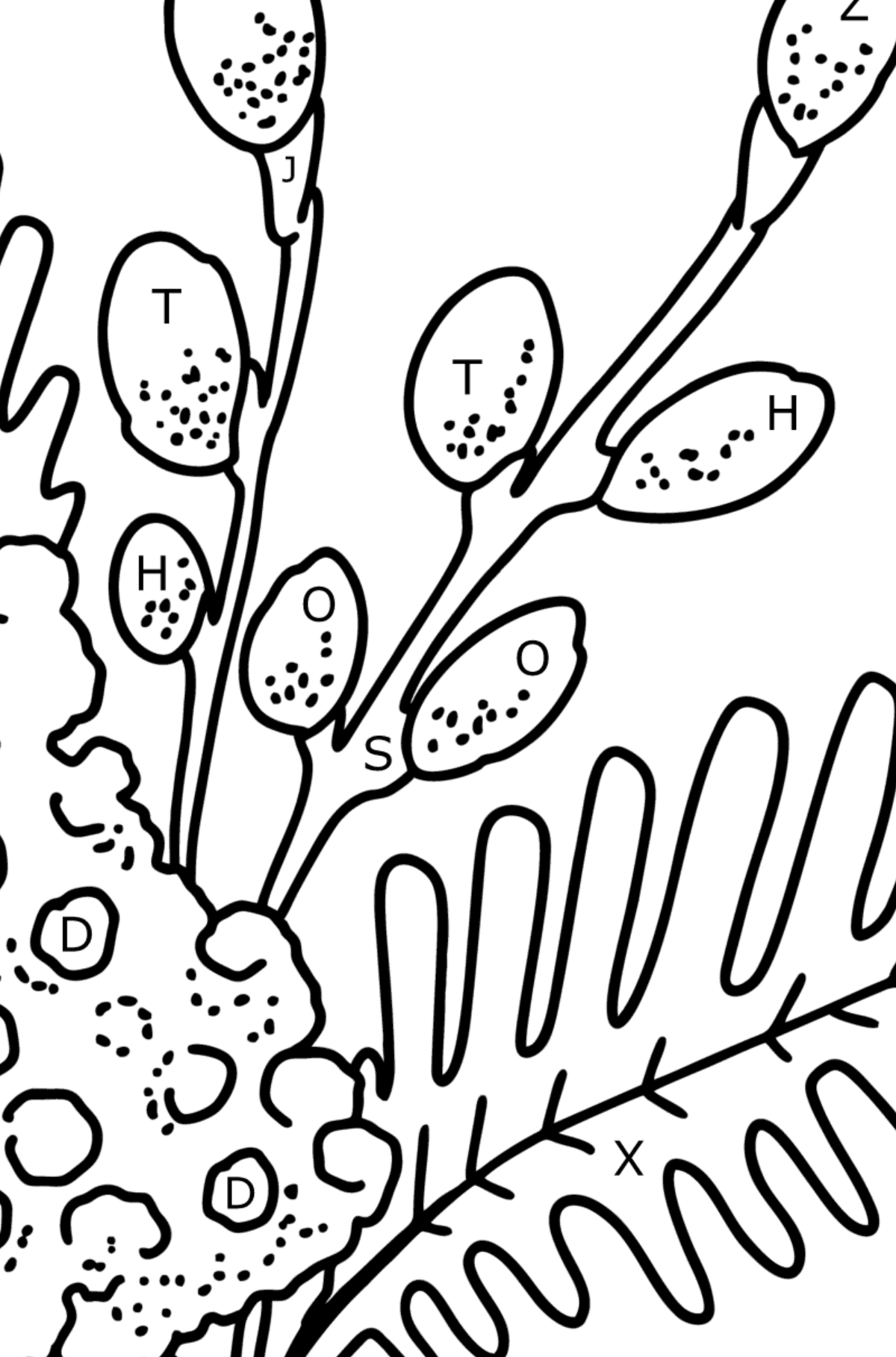 Coloring page - Mimosa and Pussy Willow - Coloring by Letters for Kids