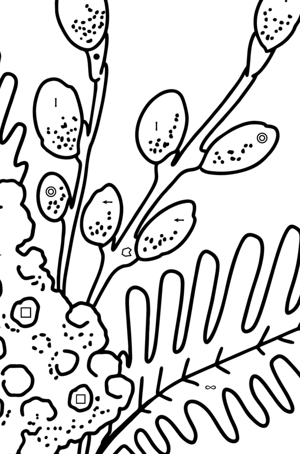 Coloring page - Mimosa and Pussy Willow - Coloring by Symbols and Geometric Shapes for Kids