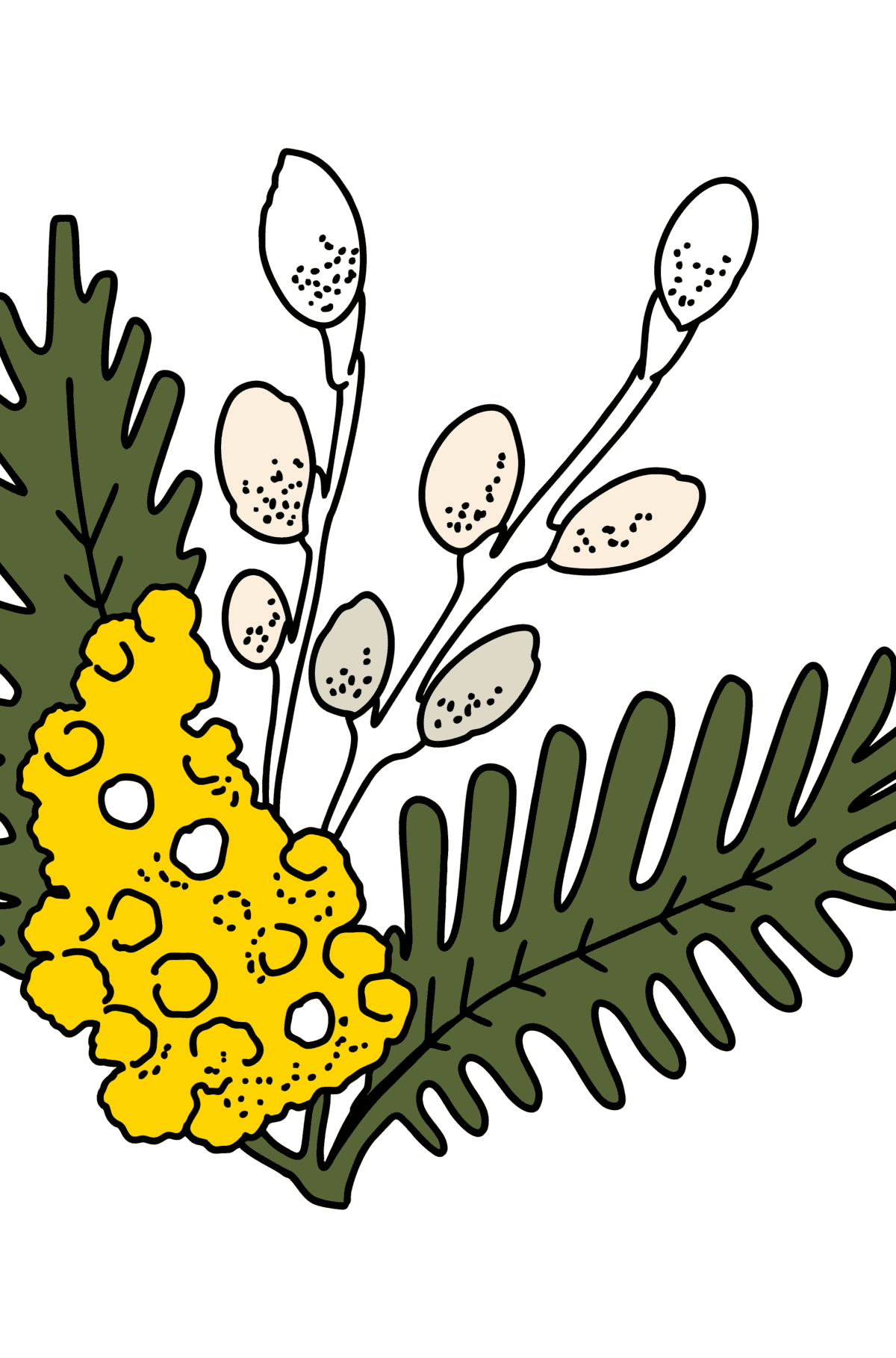Ausmalbild - Mimose und Weidenkätzchen - Malvorlagen für Kinder