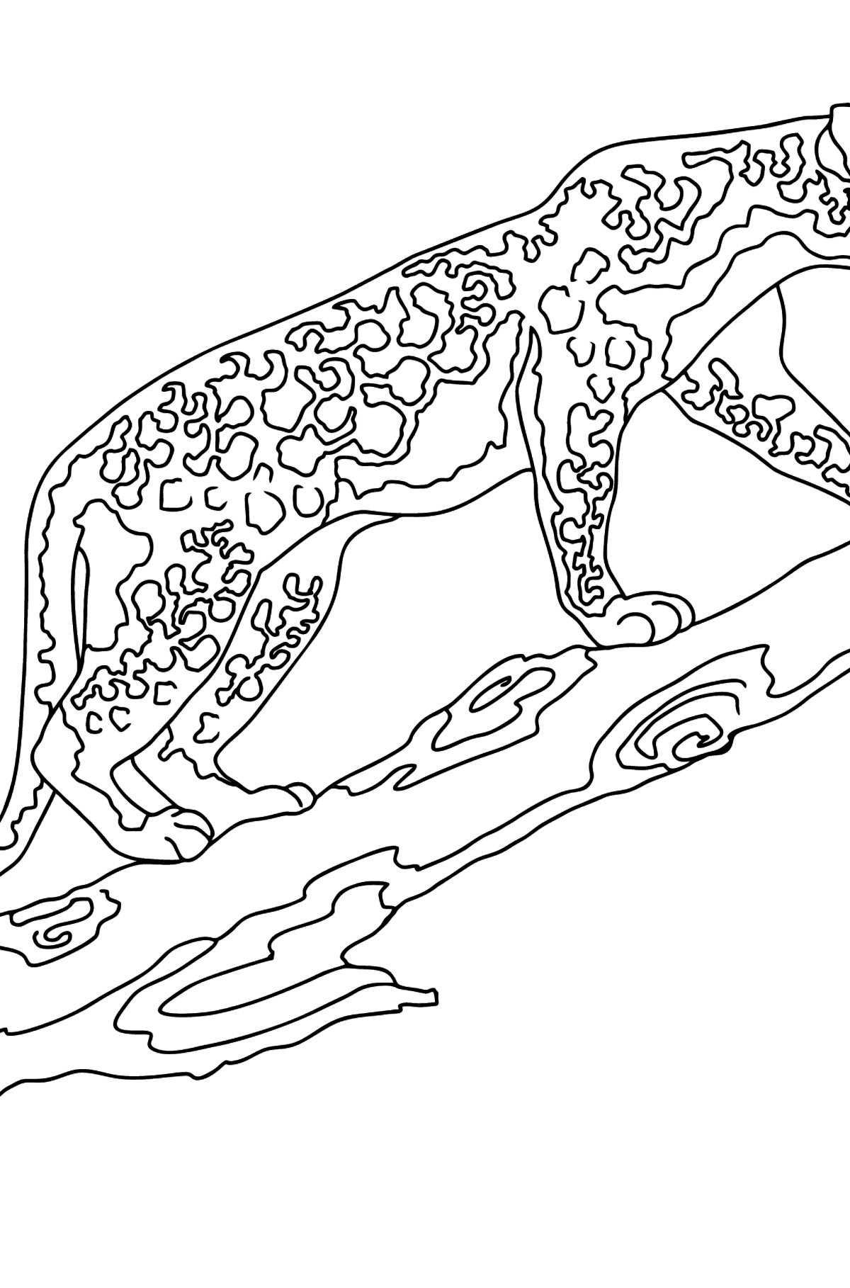 Desen de colorat leopard grațios - Desene de colorat pentru copii