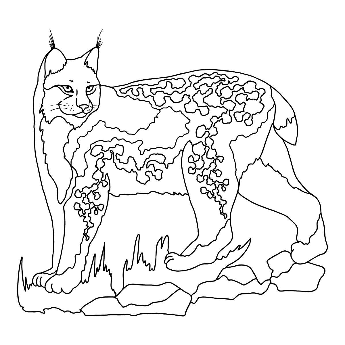 Coloring Page   A Lynx in the Forest ♥ Online and Print for Free