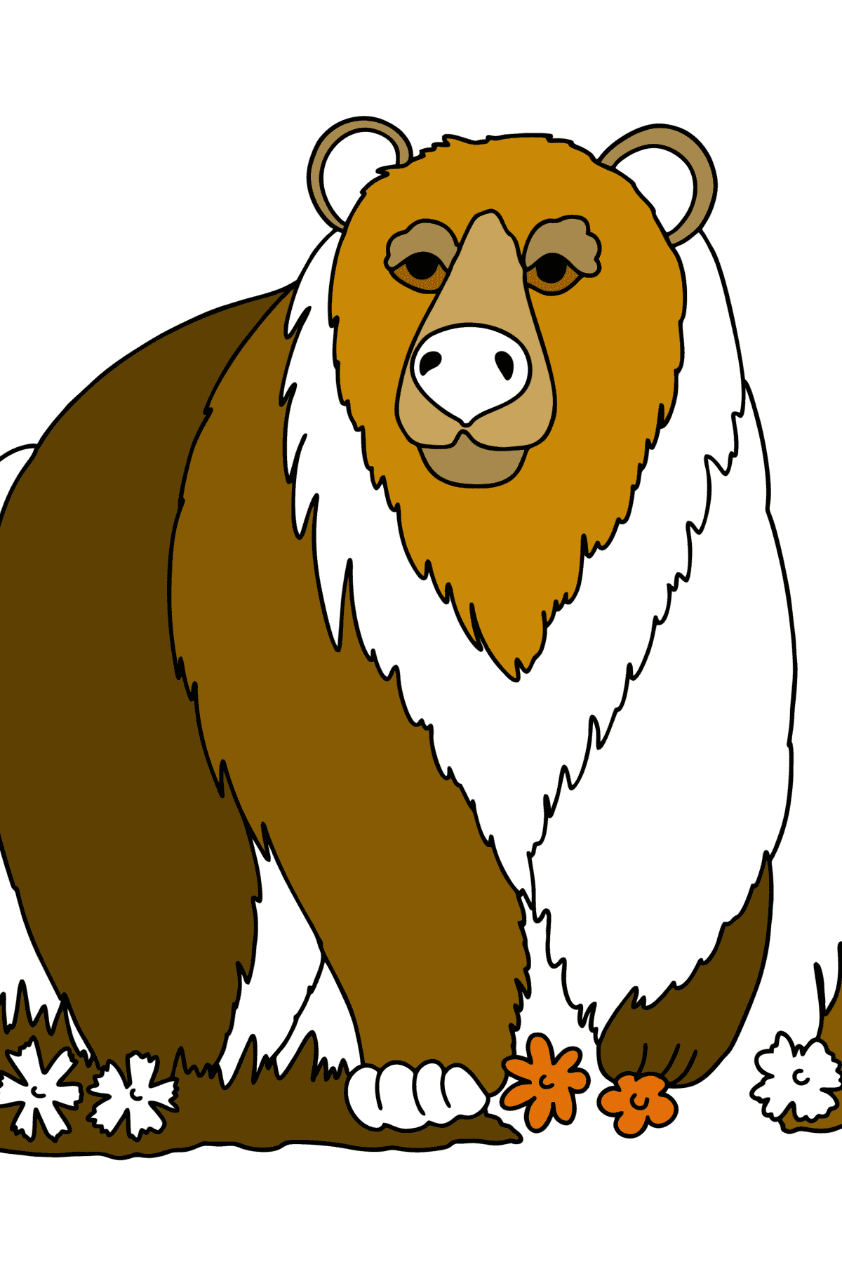 Раскраска Бурый Медведь в Азии - Картинки для Детей