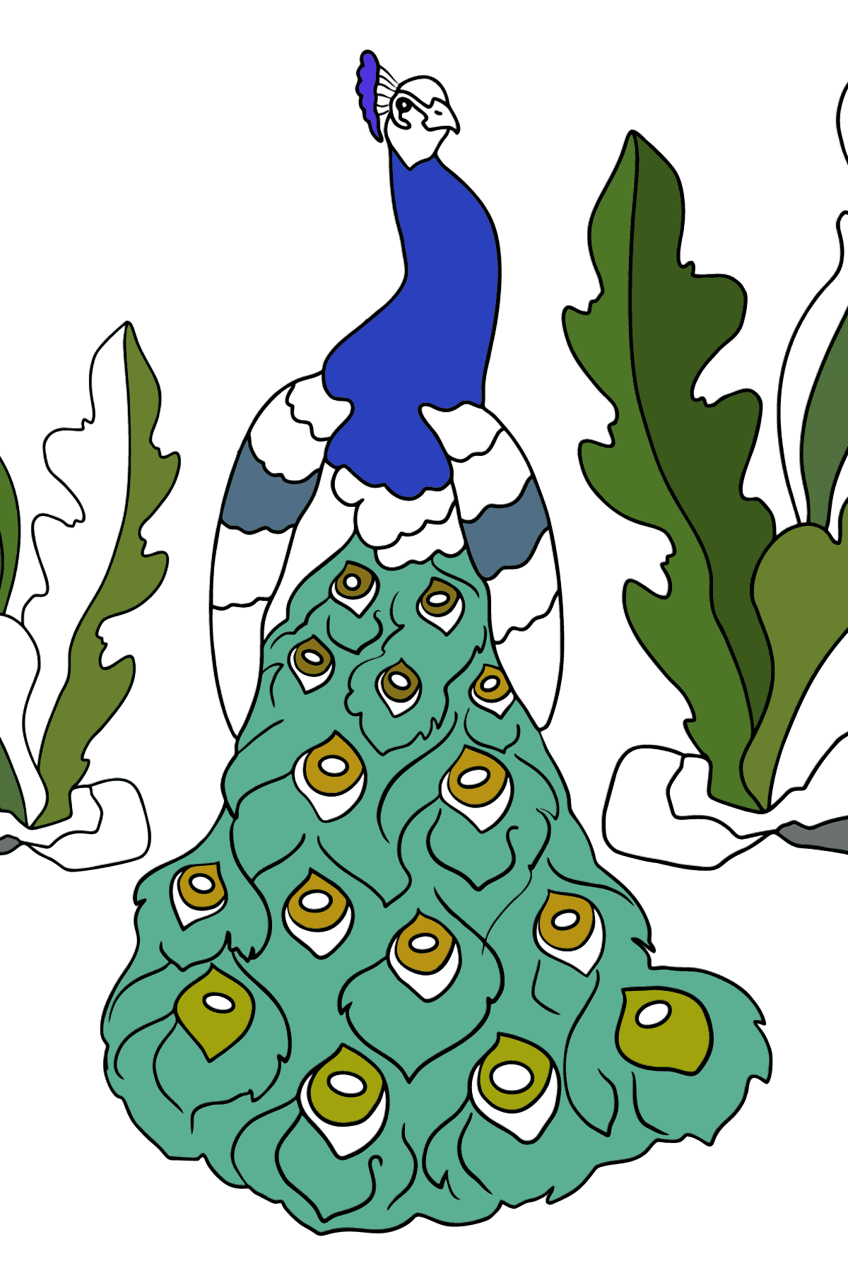 A Peacock Coloring Page - Coloring Pages for Kids