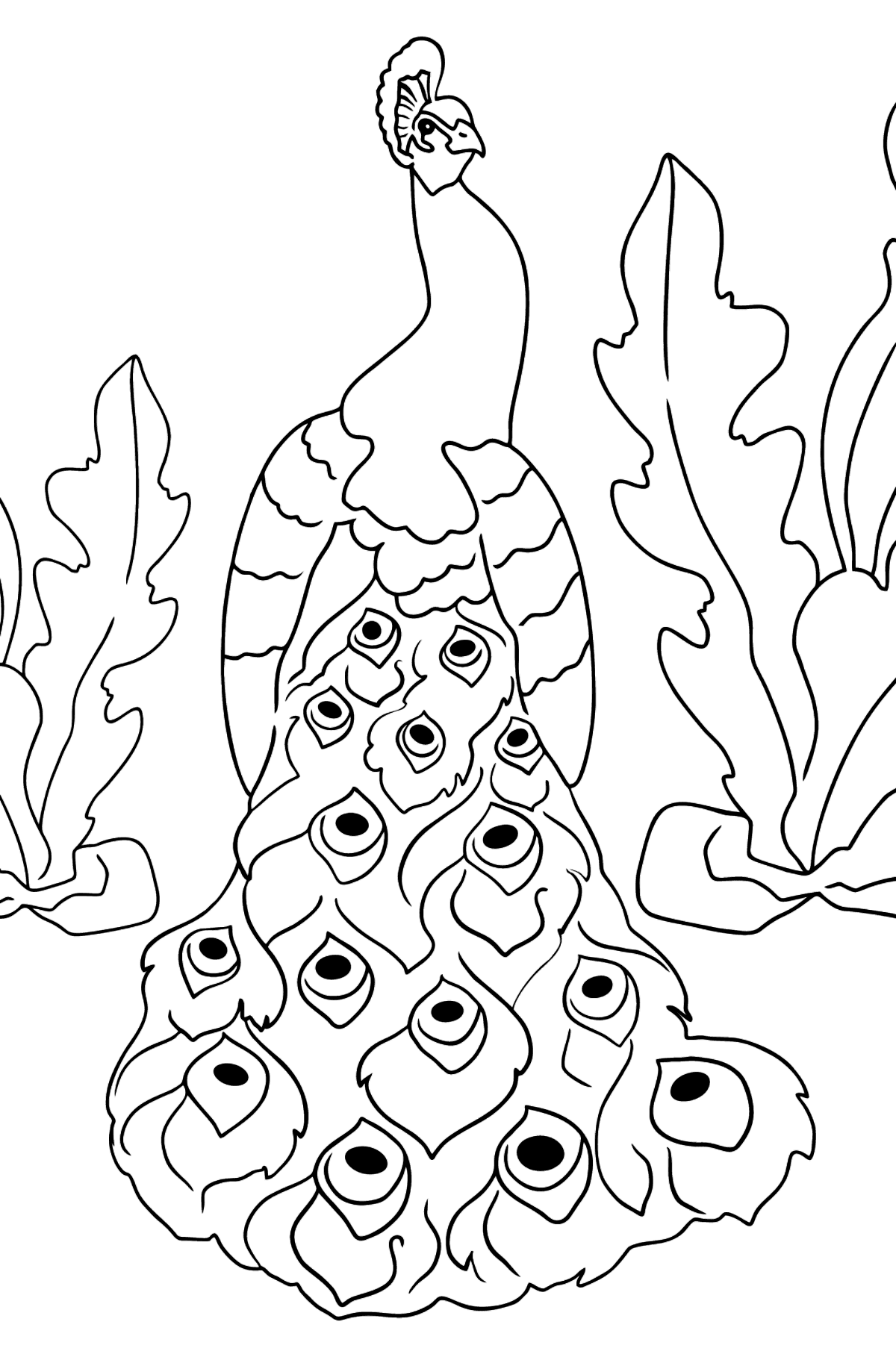 A Pompous and Haughty Peacock Coloring Page - Coloring Pages for Kids