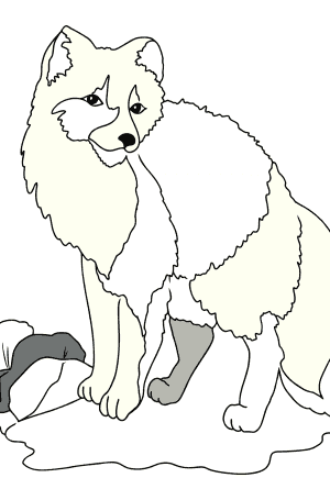 Coloring Page - A White Arctic Fox - Download and Color Online