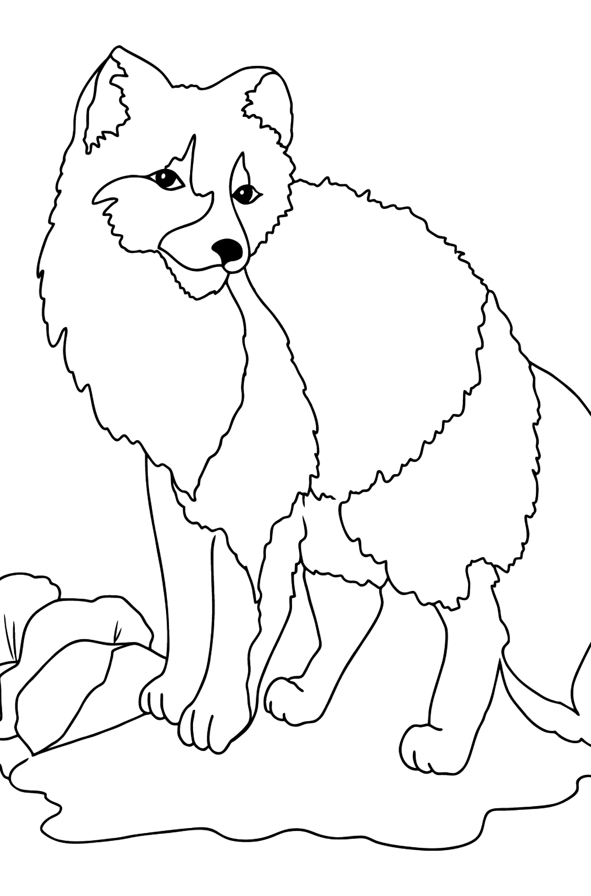 Coloring Page - A Polar or an Arctic Fox - Coloring Pages for Kids