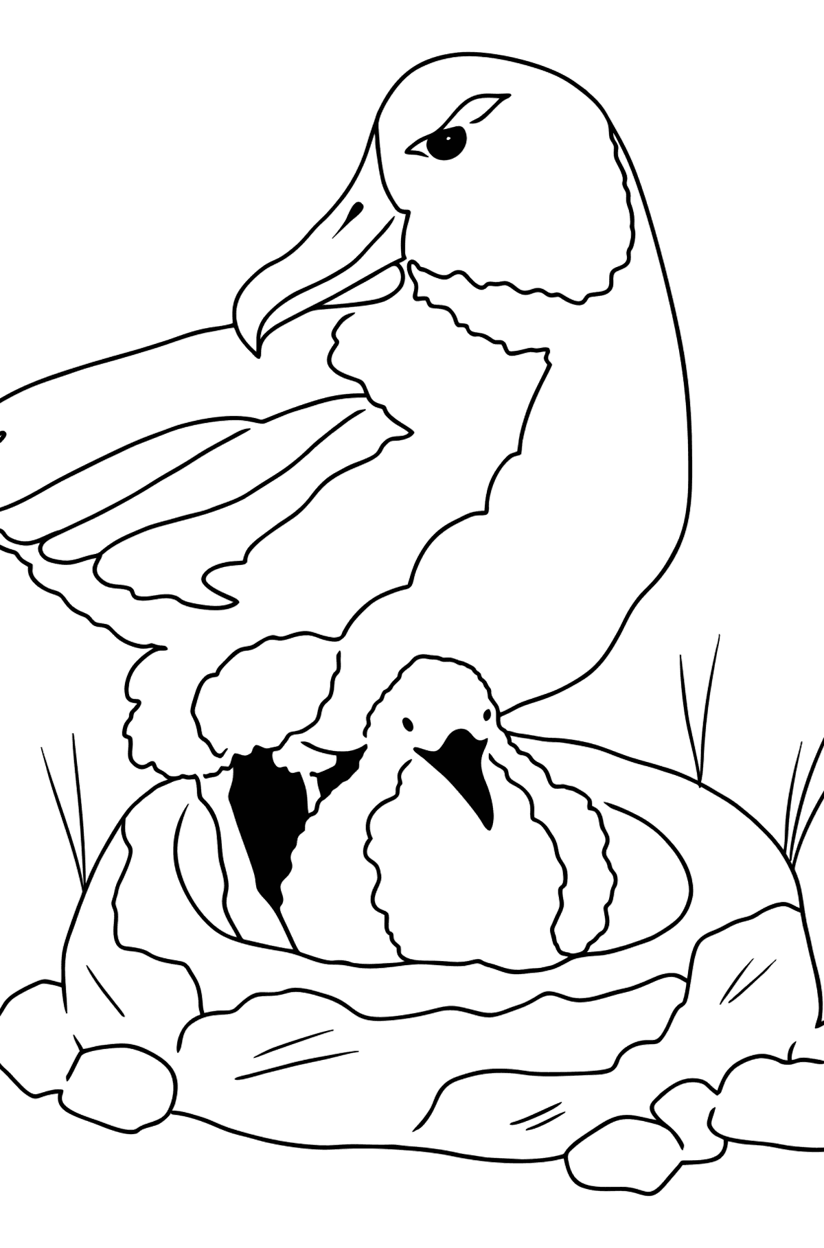 Coloring Page with An Albatross ♥ Free Online