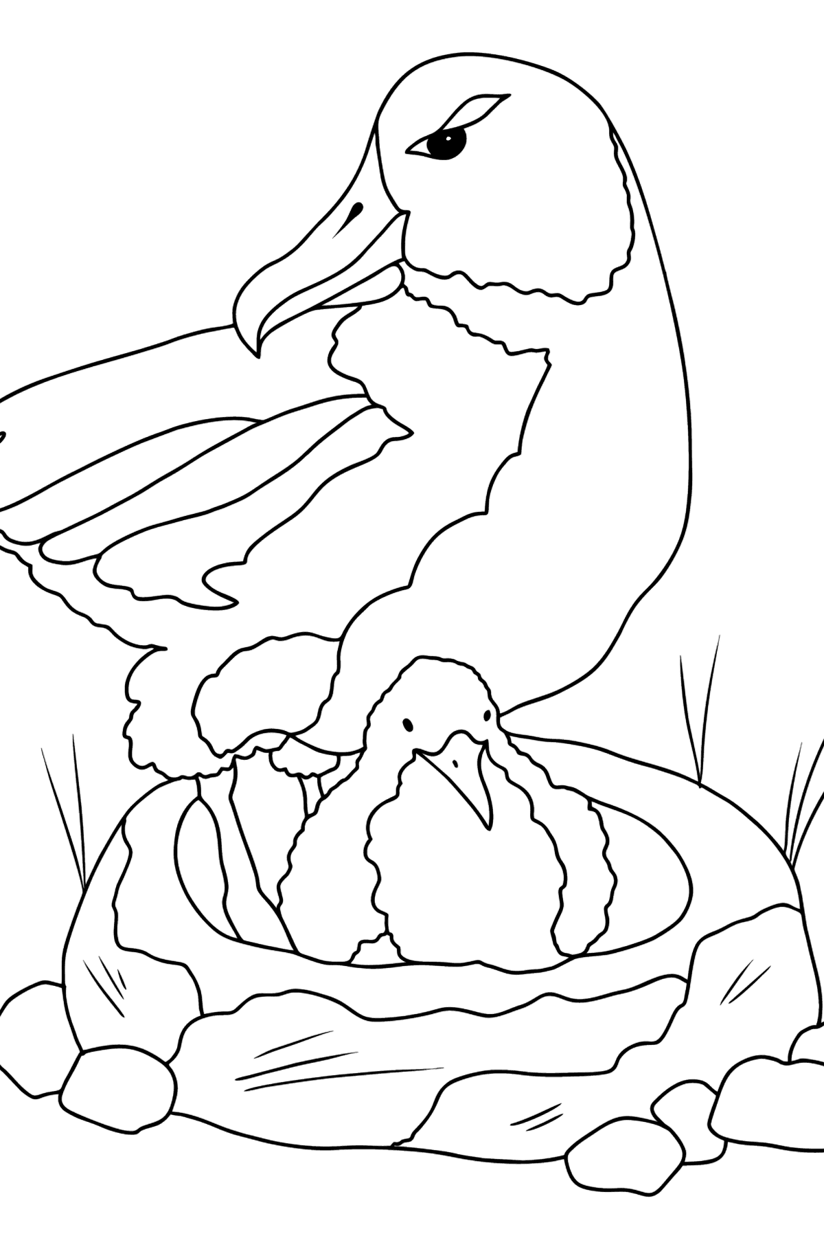 Coloring Page - An Albatross with a Nestling - Coloring Pages for Kids