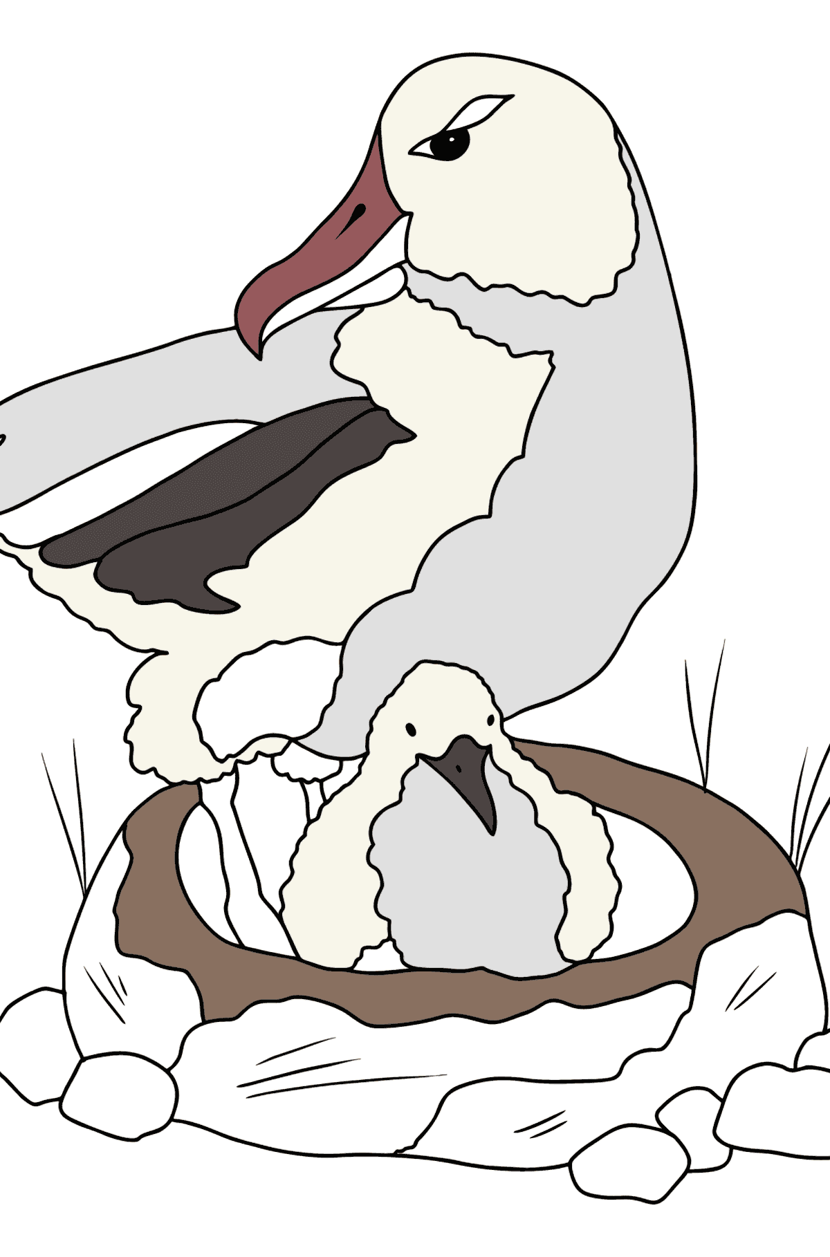 Раскраска Альбатрос (больше областей) - Картинки для Детей