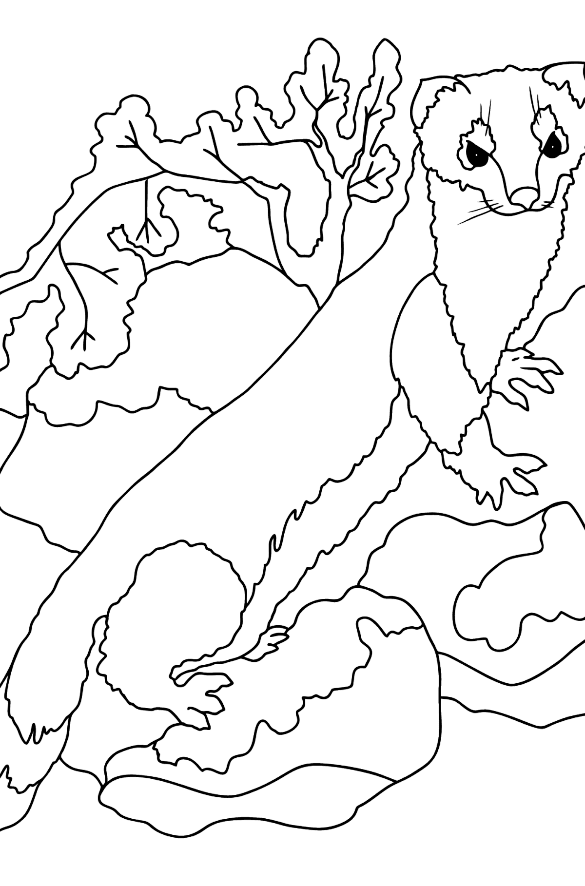 Coloring Page - An Ermine - A Sly Hunter - Coloring Pages for Kids