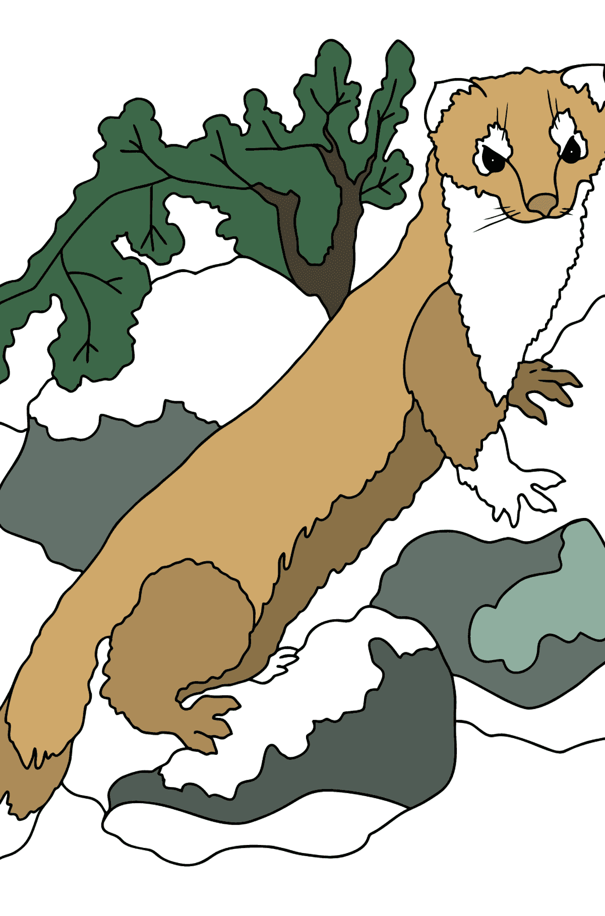 Раскраска Горностай (больше областей) - Картинки для Детей