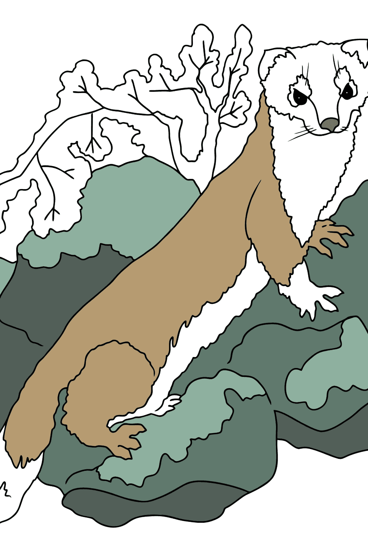 Coloring Page - An Ermine - A Small Fast Animal - Coloring Pages for Kids