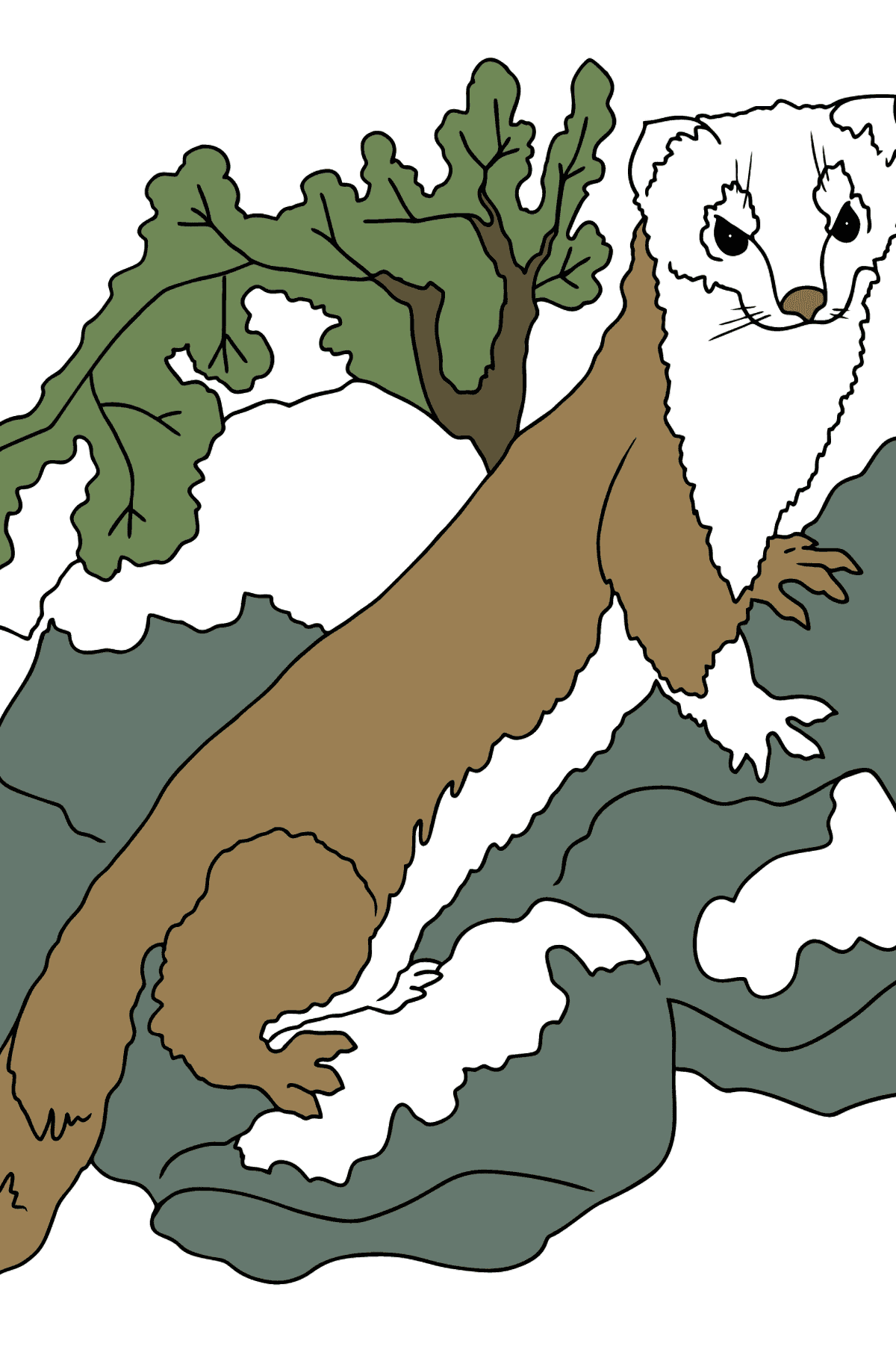Coloring Page - An Ermine - A Small Predator - Coloring Pages for Kids