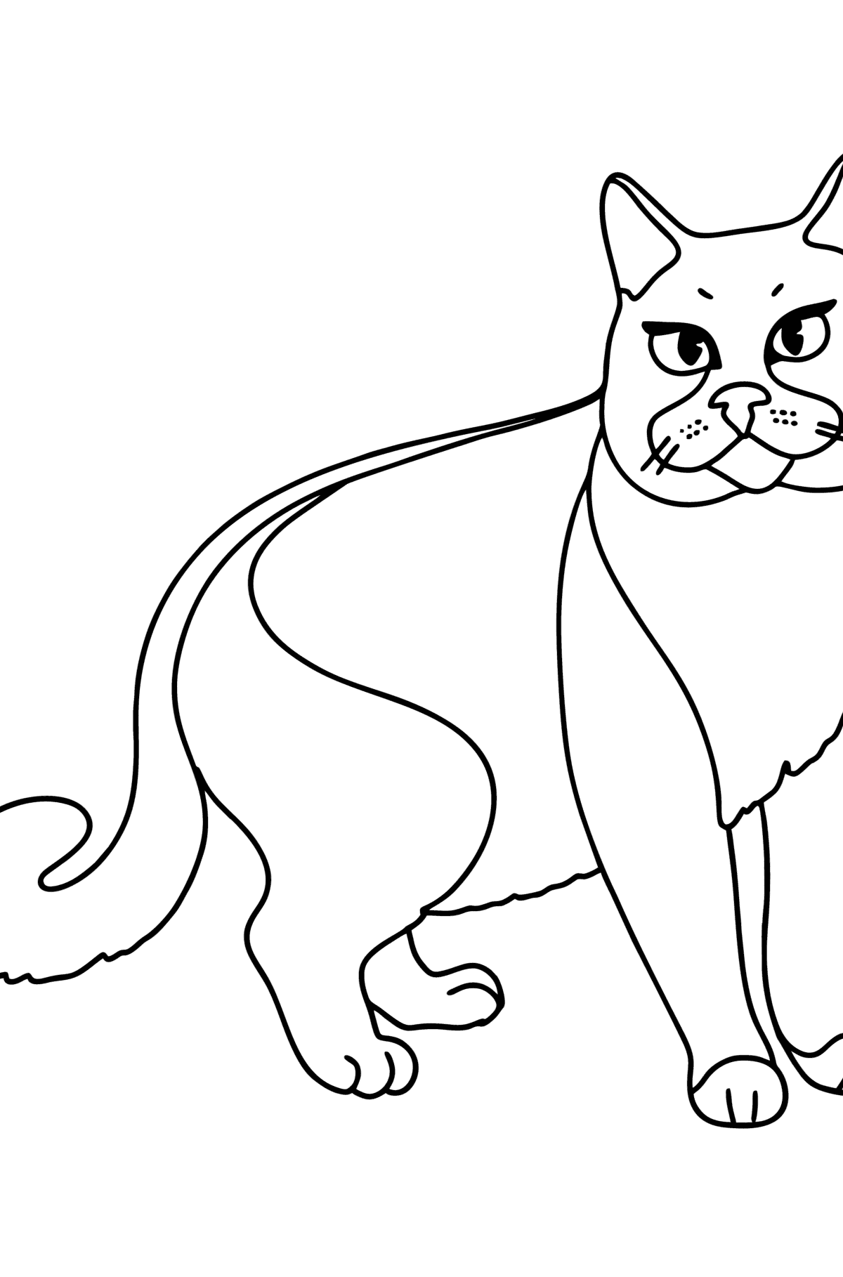 Dibujo de Gato Chartreuse para colorear - Dibujos para Colorear para Niños