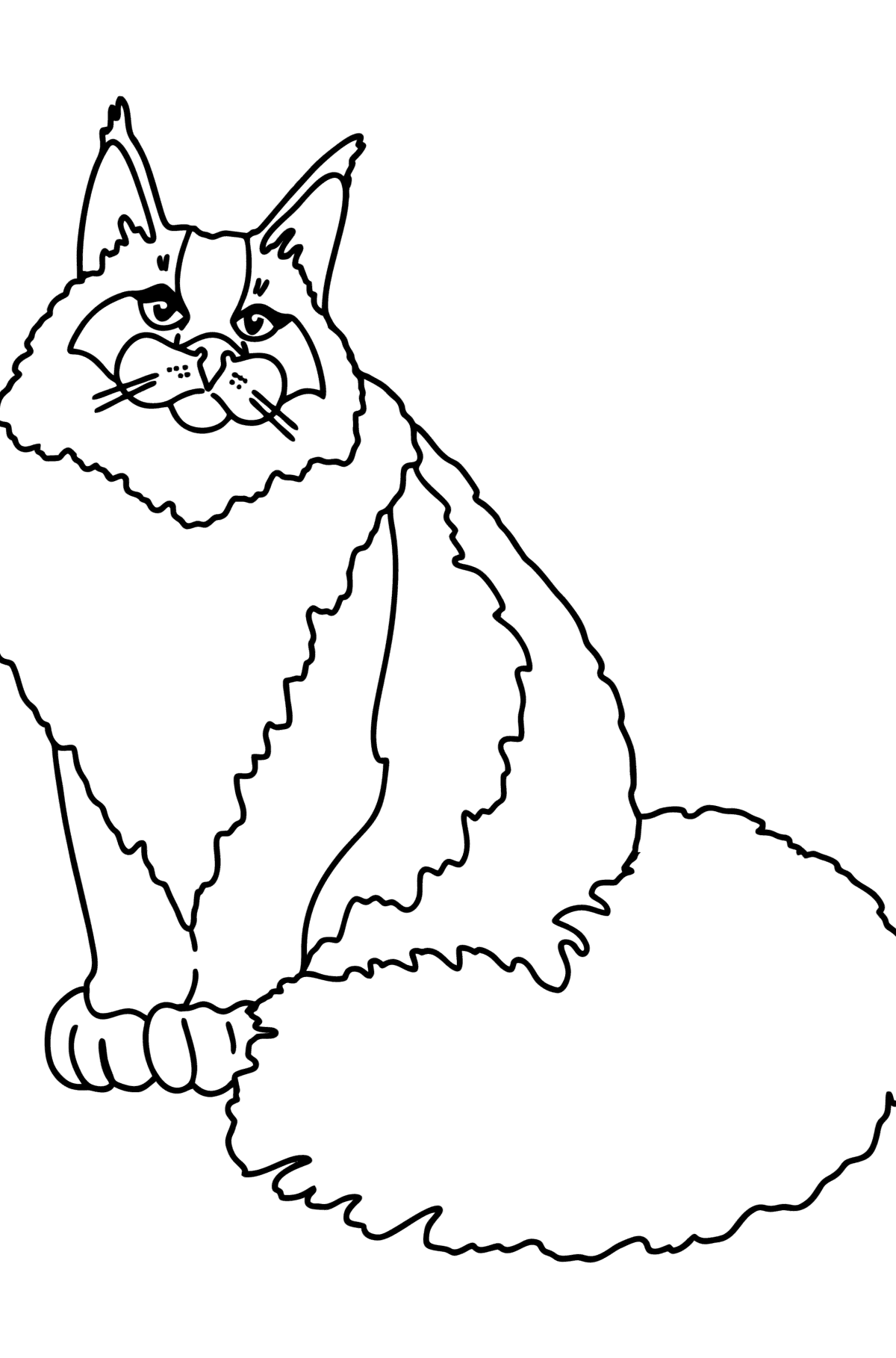 Ausmalbild Maine Coon Katze - Malvorlagen für Kinder