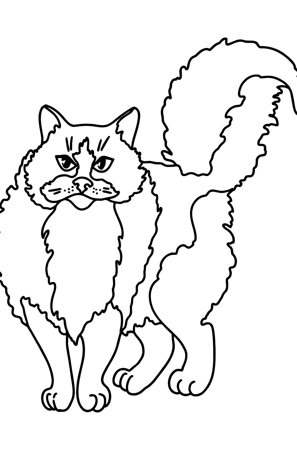 Tegning til farvning ragdoll kat - Tegninger til farvelægning for børn