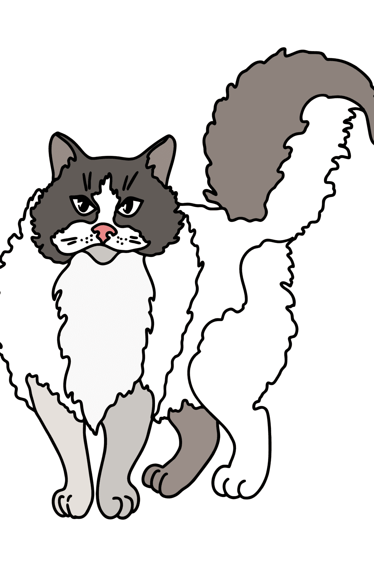 Розмальовка Регдолл кішка - Розмальовки для дітей