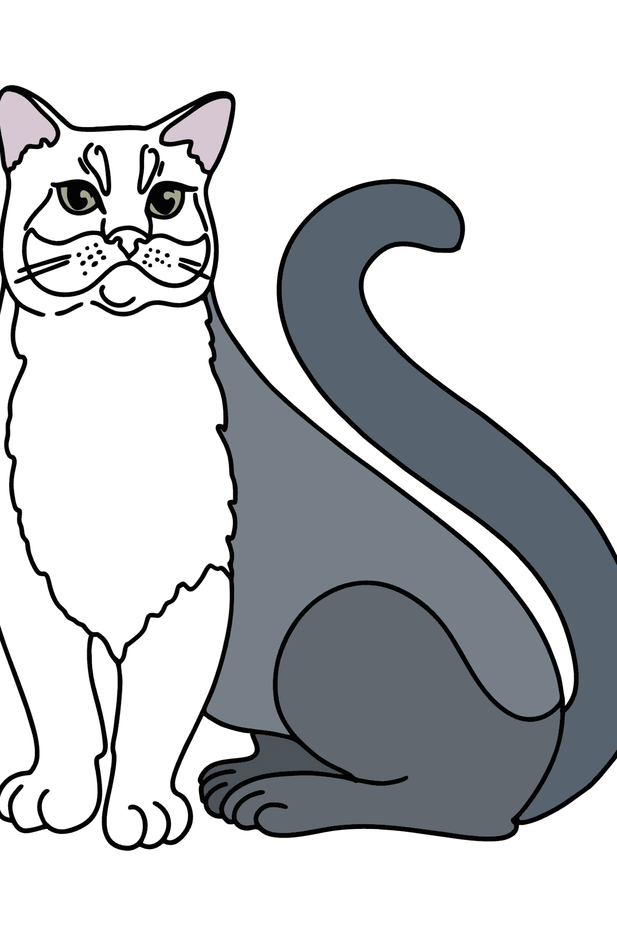 Tegning til fargelegging russisk blå katt - Tegninger til fargelegging for barn