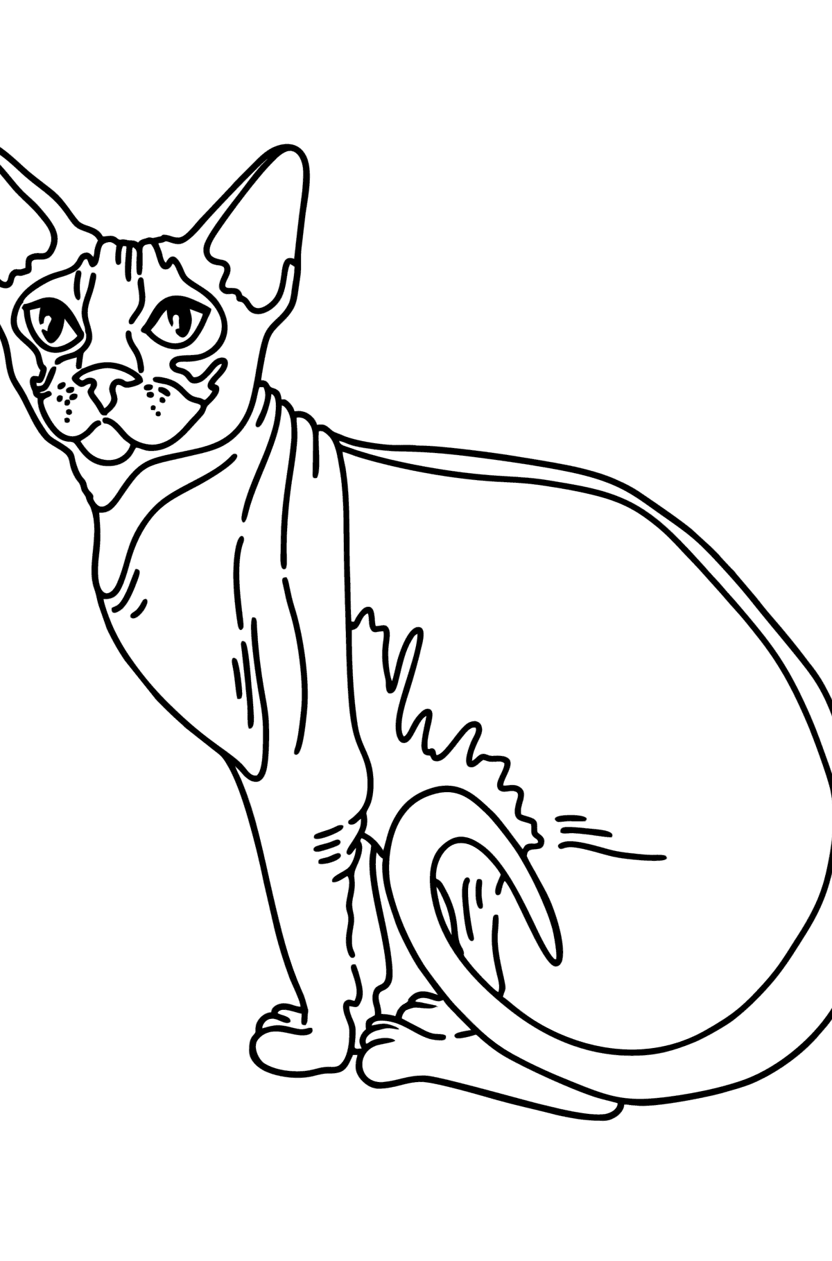 Tegning til farvning sphynx kat - Tegninger til farvelægning for børn
