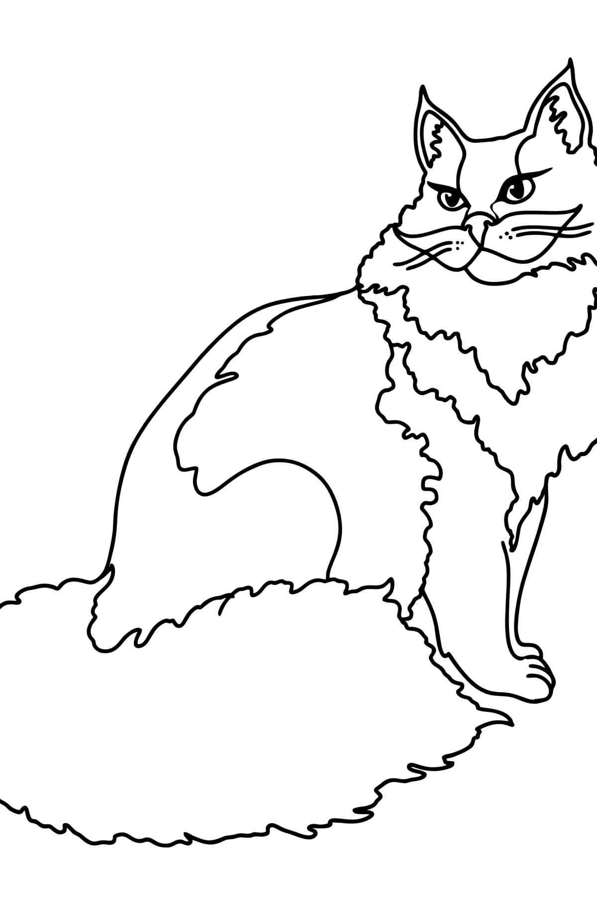 Раскраска Турецкая кошка - Картинки для Детей