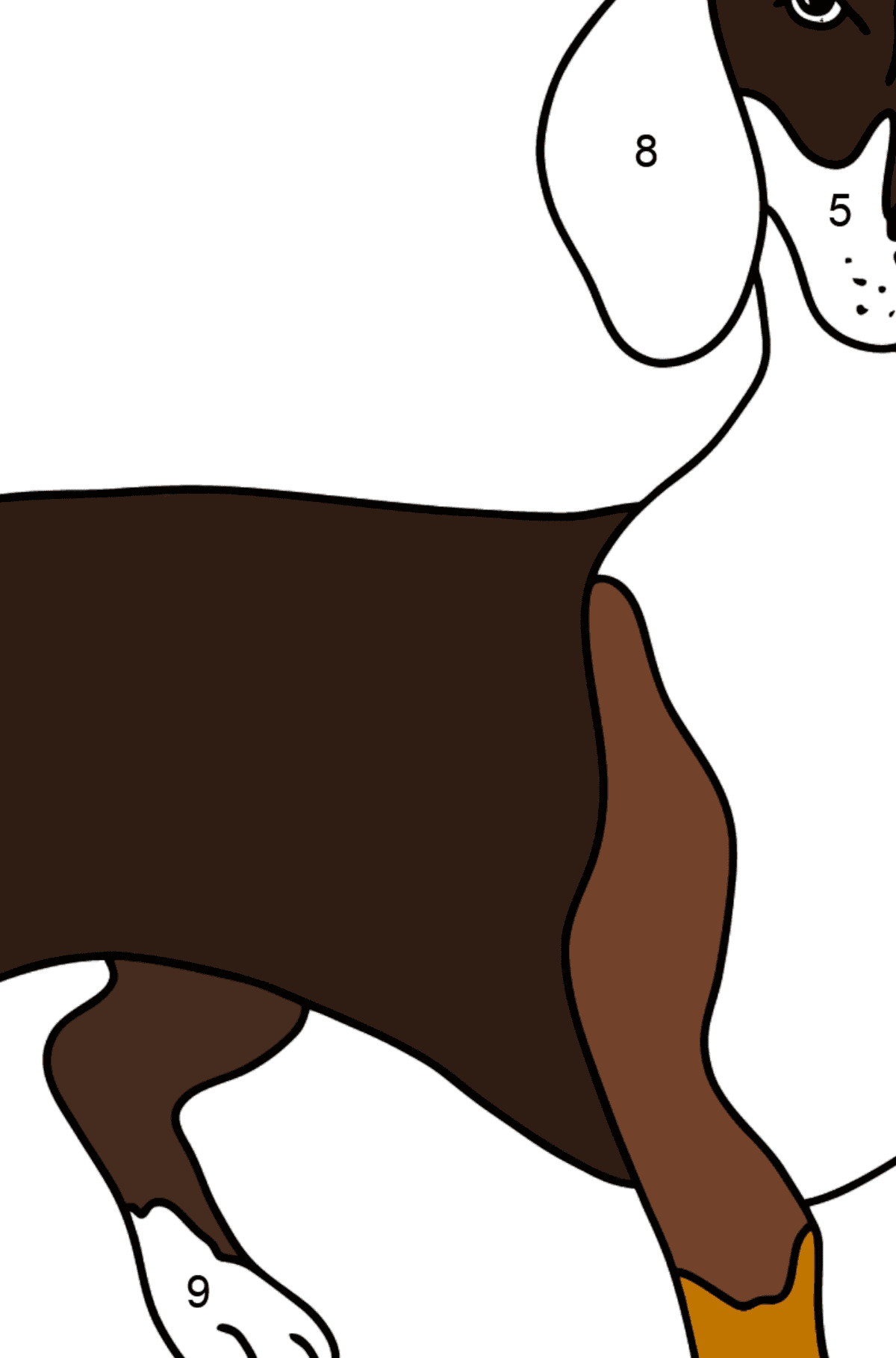 Desenho de Dachshund para colorir - Colorir por Números para Crianças