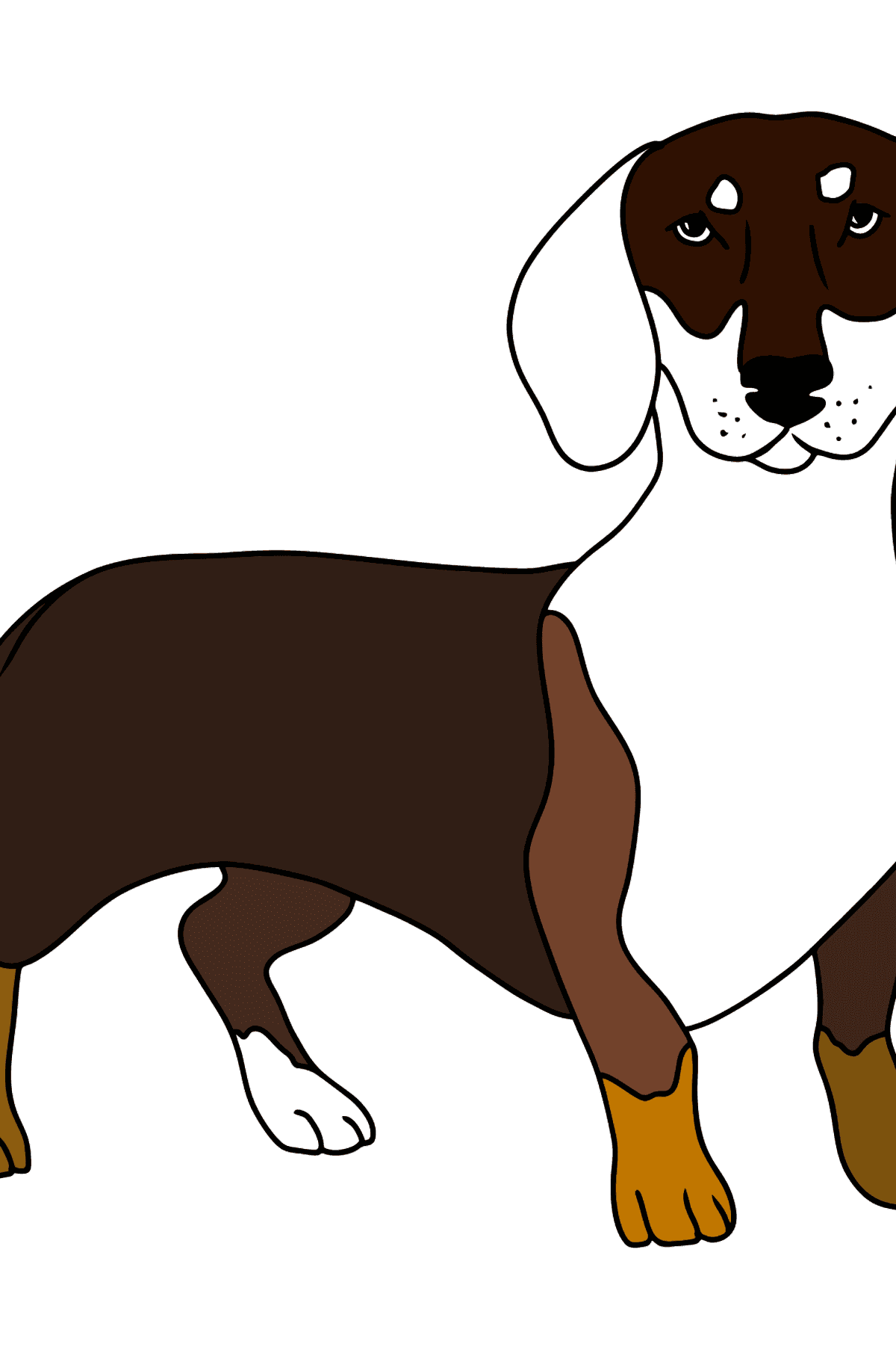 Dibujo de perro salchicha para colorear - Dibujos para Colorear para Niños
