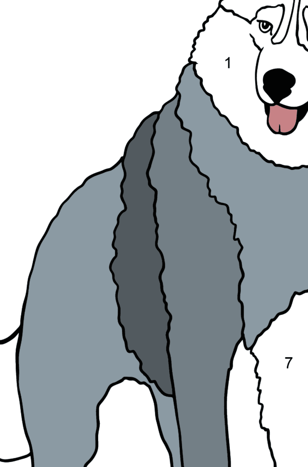 Husky coloring page - Coloring by Numbers for Kids