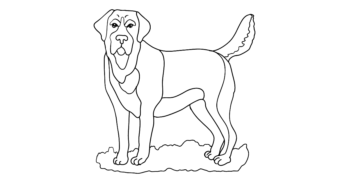 Labrador coloring page ♥ Free Online!