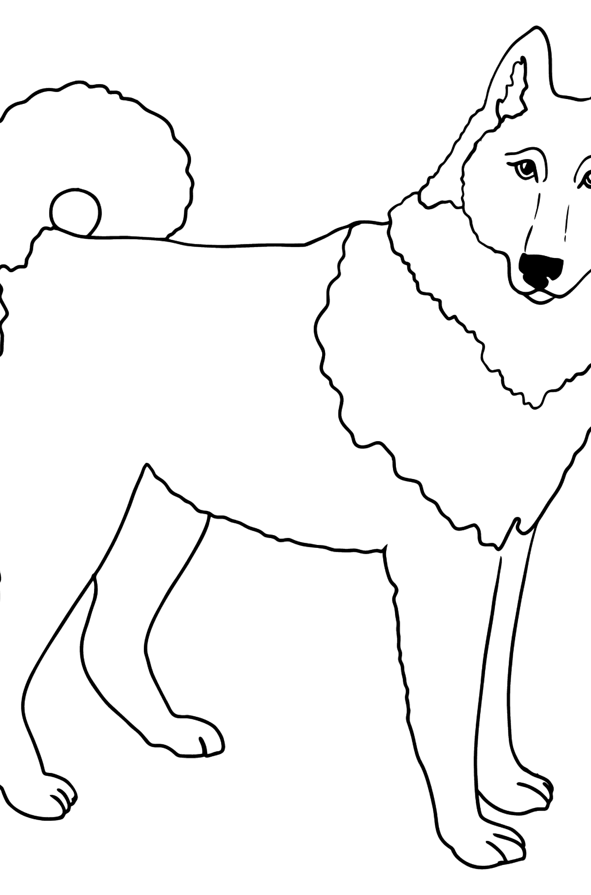 Desen de colorat husky siberian (simplu) - Desene de colorat pentru copii