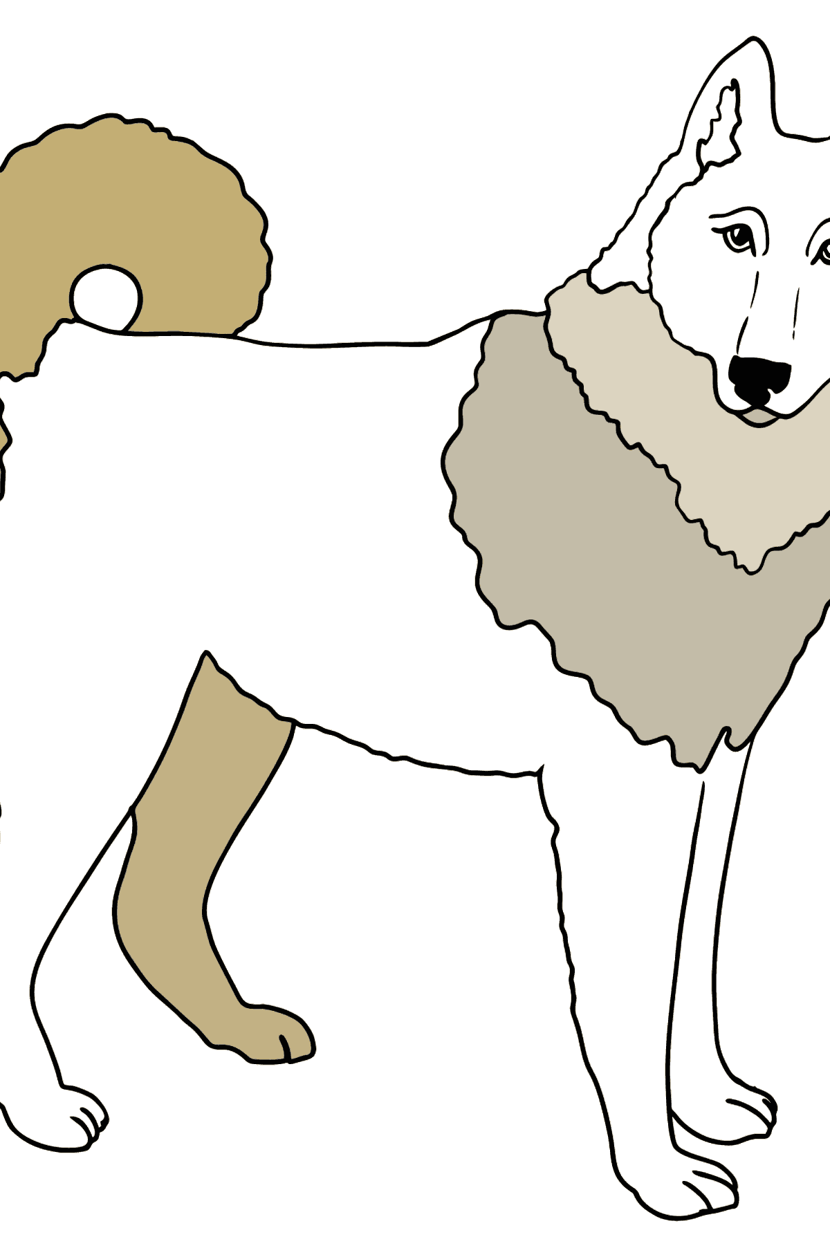 Desenho do Husky Siberiano para colorir - Desenhos para Colorir para Crianças