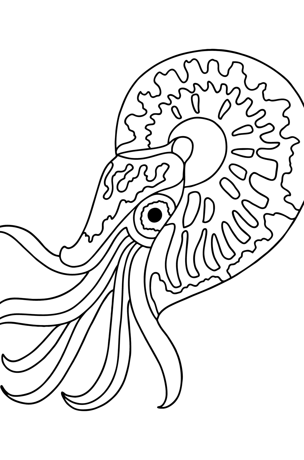 Desen de colorat nautilus - Desene de colorat pentru copii