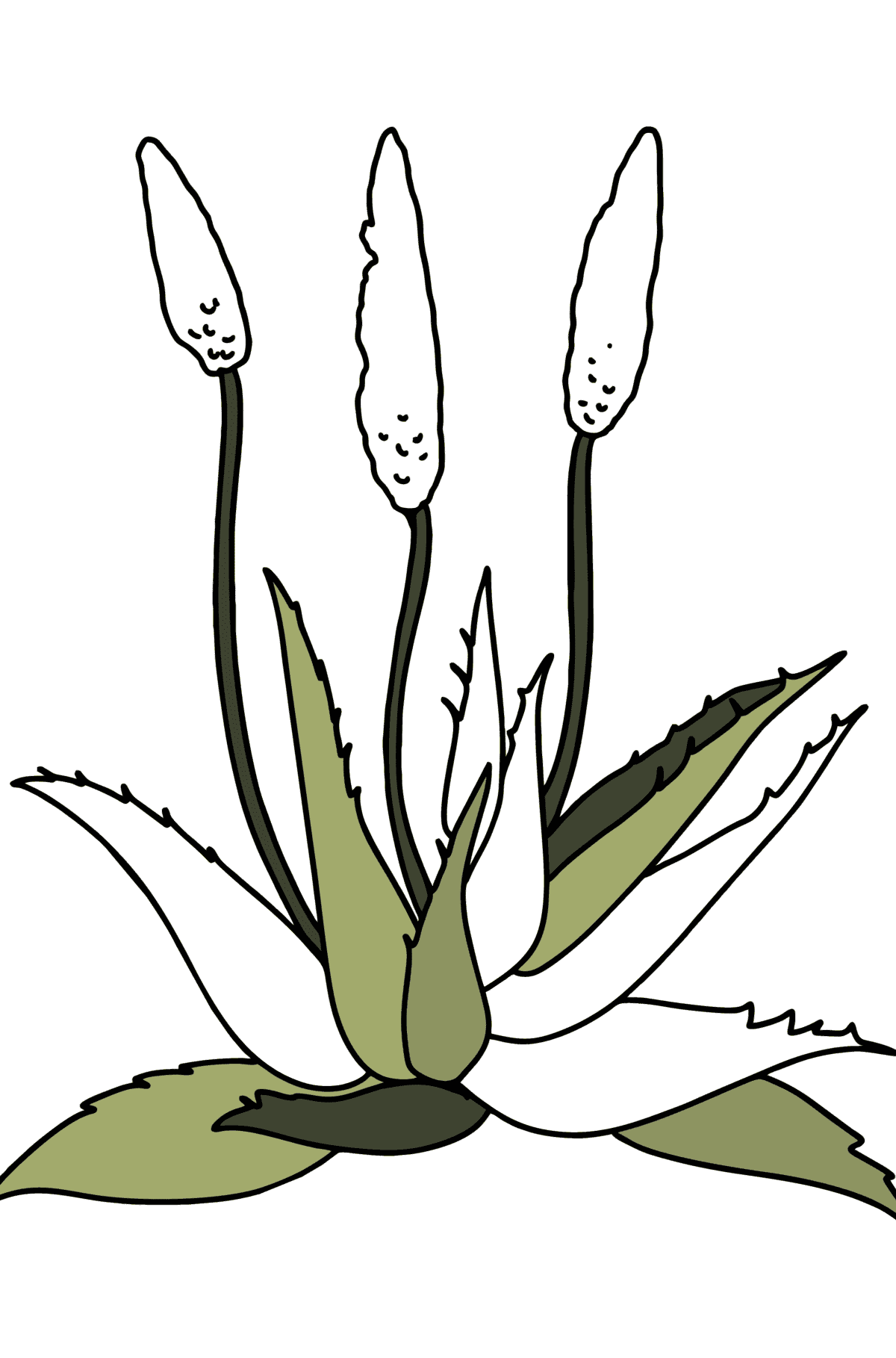Dibujo de Áloe para colorear - Dibujos para Colorear para Niños