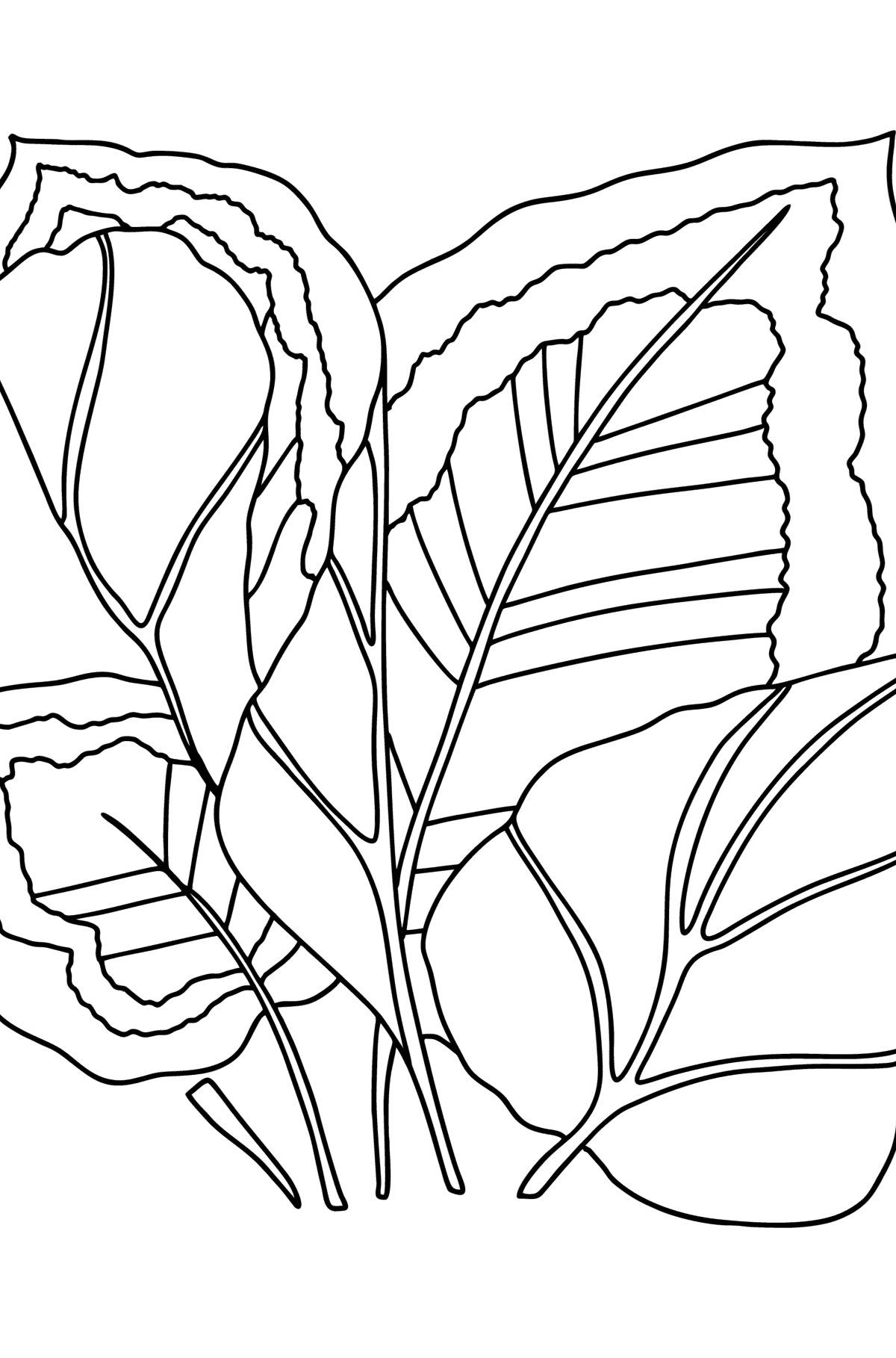 Arrowroot coloring page - Coloring Pages for Kids