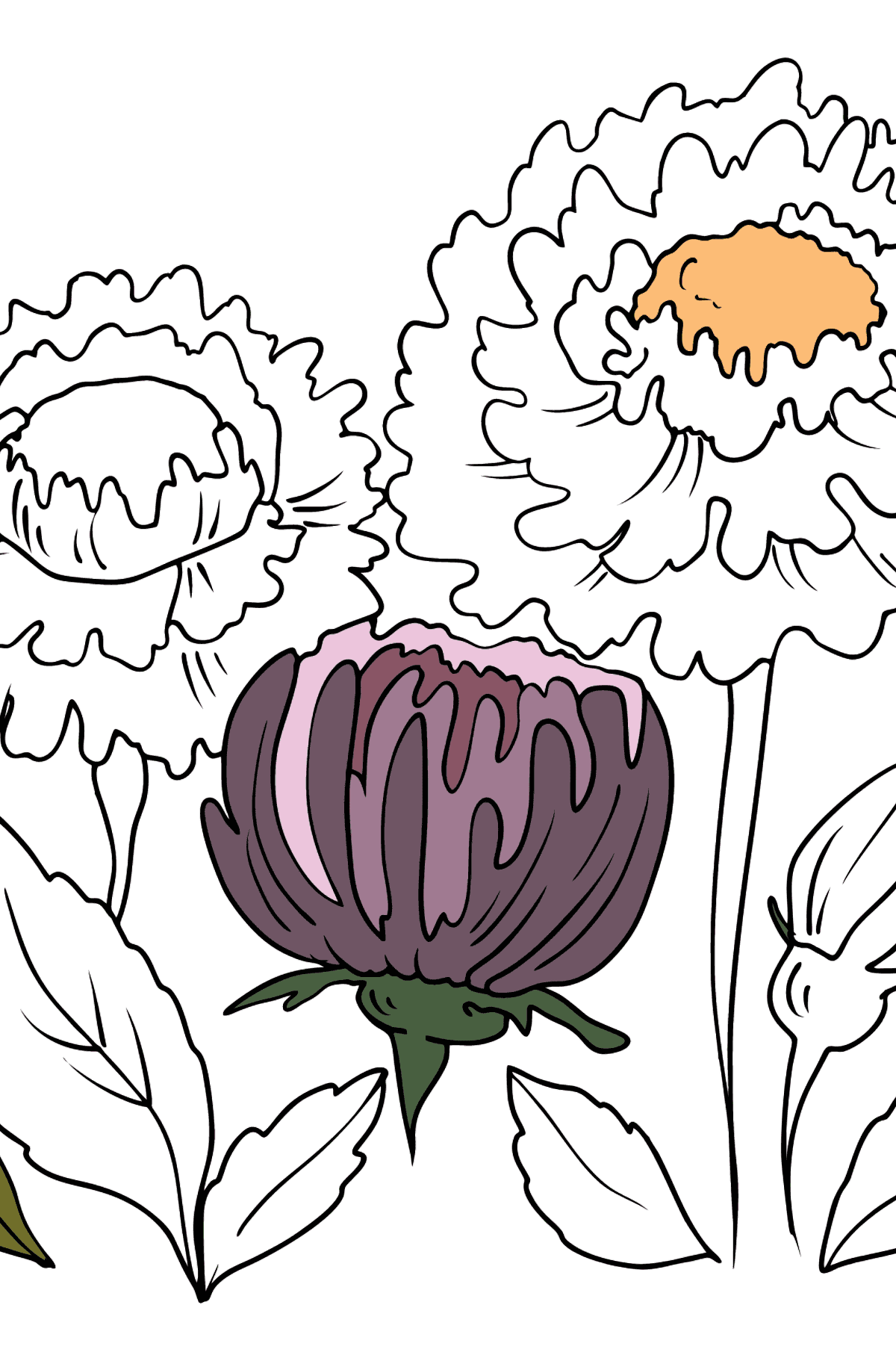 Coloriage fleur - Asters - Coloriages pour les Enfants