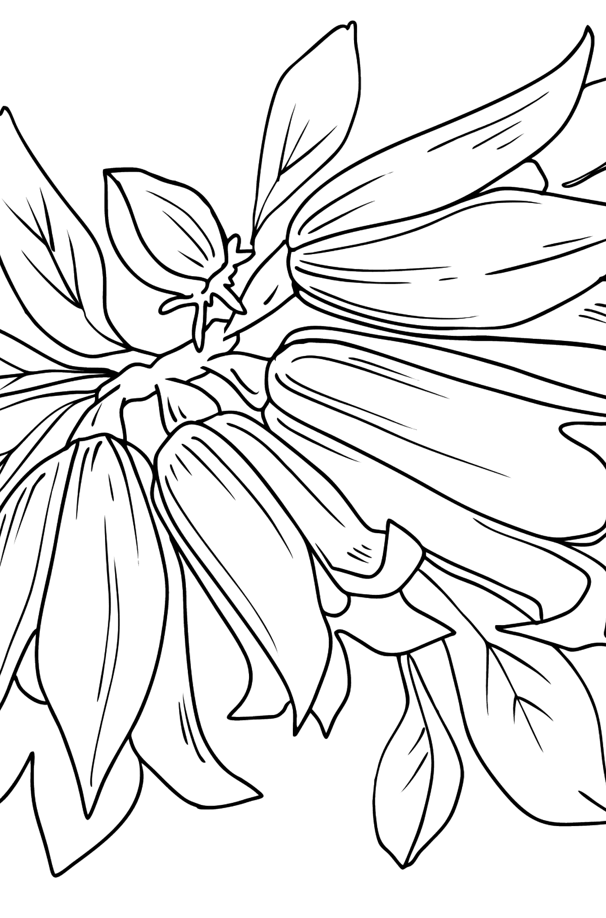 Tegning til farvning blomster Blåklokker - Tegninger til farvelægning for børn